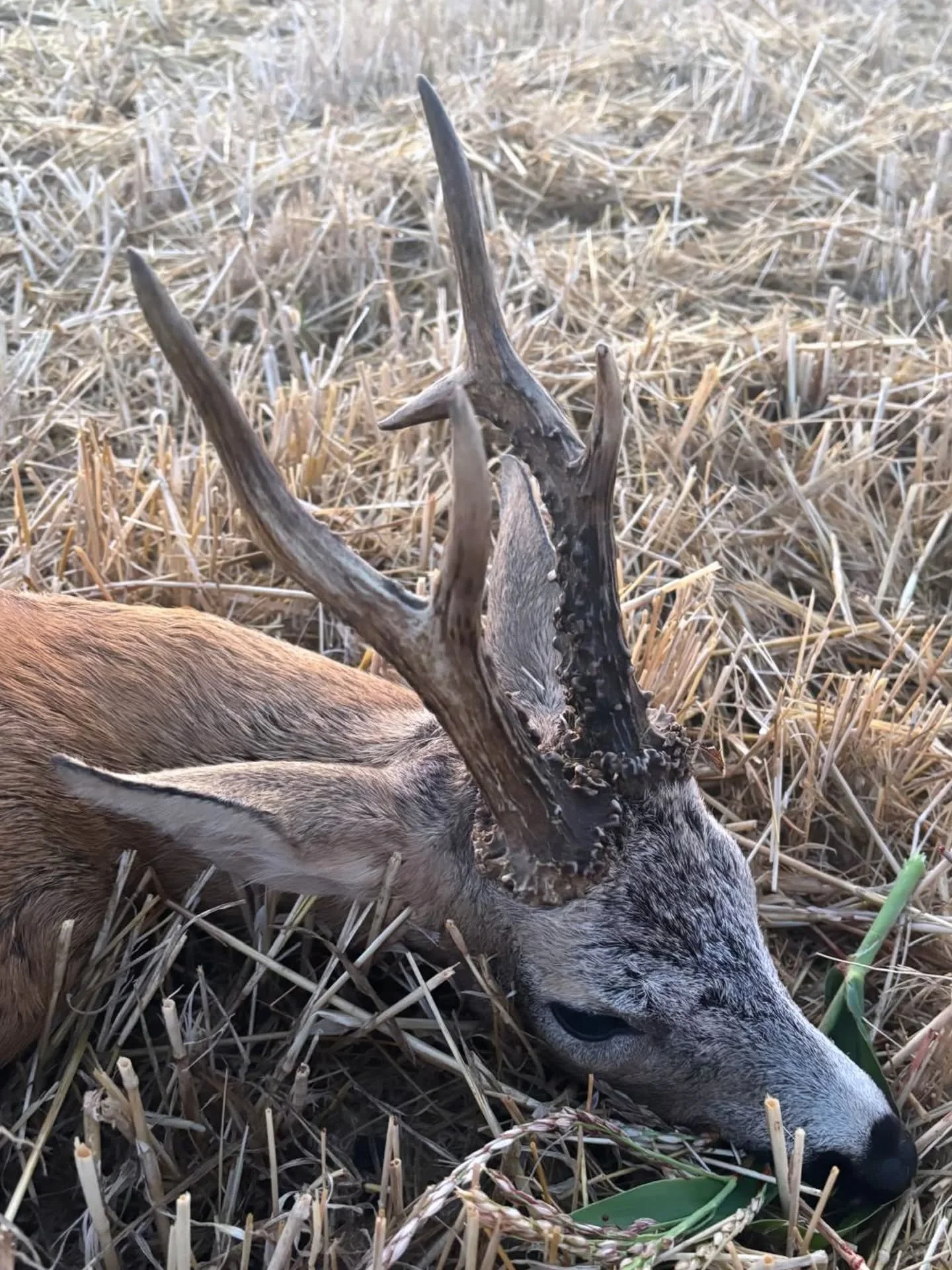 🇭🇺 Roe buck stalking in Hungary 🌿📯🍻
#success #roebuck #rut #walkandstalk #fairchase #roedeer #jldsporting #huntinginhungary #jagd #caza #jakt #deer #deerstalking #fieldtofork #venison