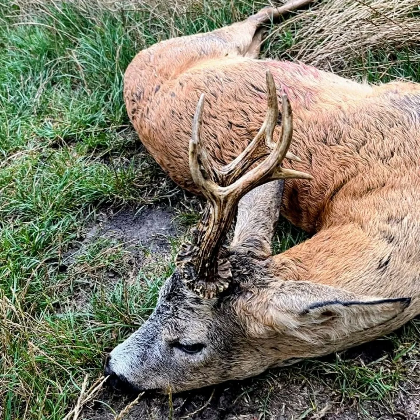 Roe rut Hungary 🇭🇺..
#walkandstalk #huntinginhungary #roebuck #fairchase #roe #deerstalking #fieldtofork #jagd #caza #jakt #jagt #venison #jldsporting