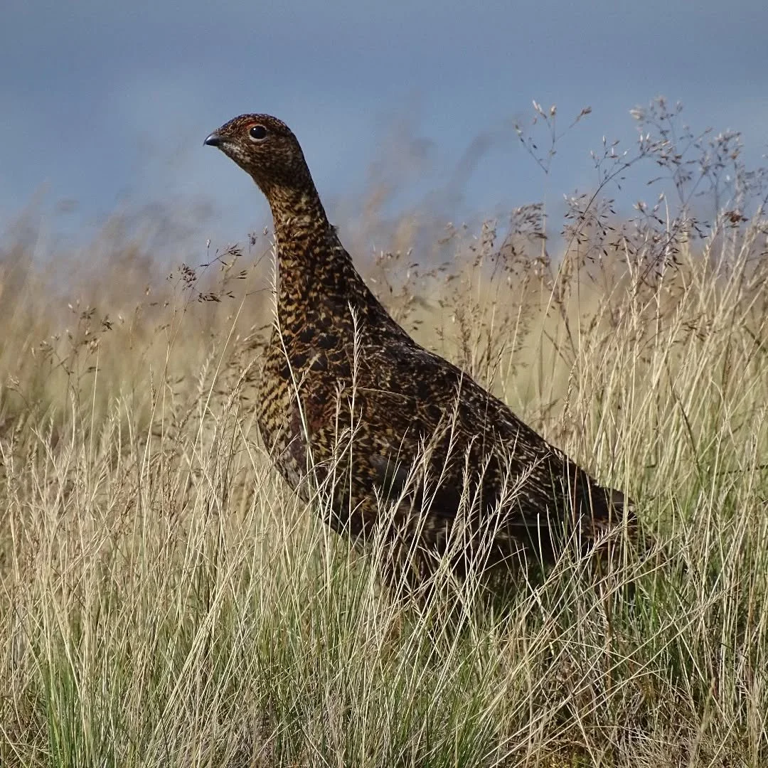 #grouse #grousemoor #moorlandmanagement #jldsporting #gamebirds #stunning