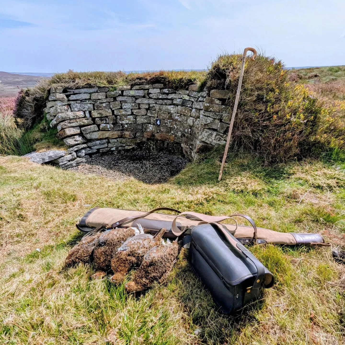 And so it begins..... The glorious 12th.
#grouse #grouseshooting #drivenday #gamebirds #moorland #beaters #gamekeeper #pickerup #tweed #fieldtofork #fieldsports #jldsporting