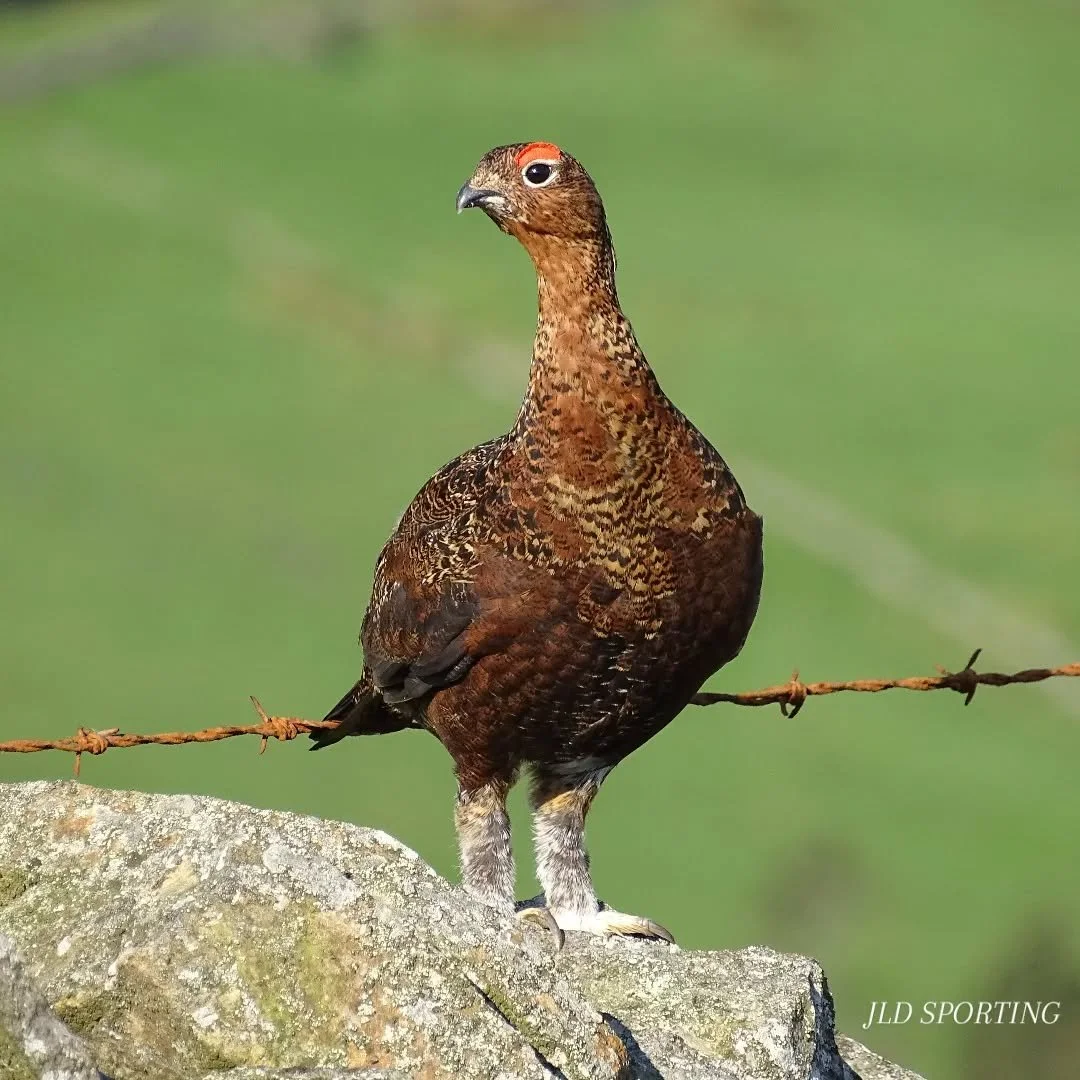 #grouse #drivenday #grouseshooting #gamekeepers #jldsporting #fieldtofork #gamebirds #gamemanagement #tweed #redgrouse #gundogs
