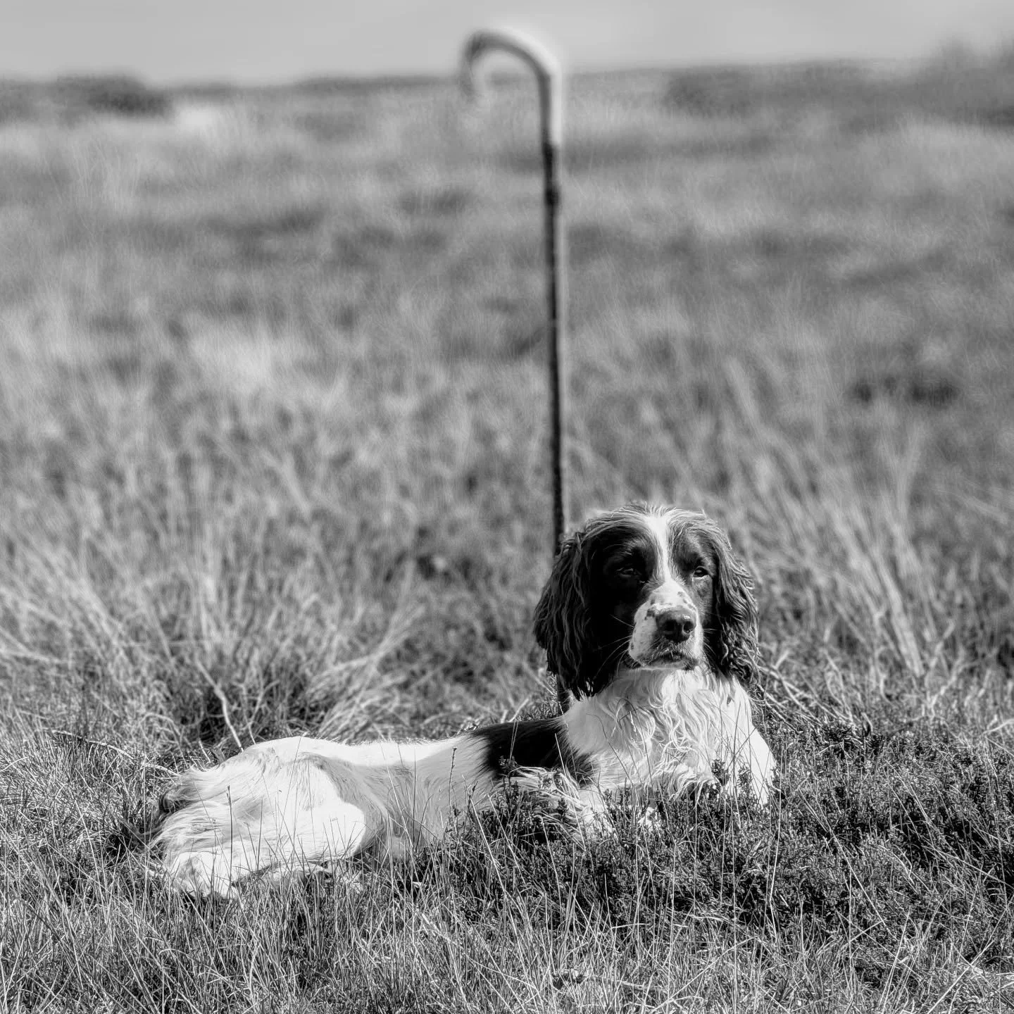 The Regal Beagle.
#gundogs #grouseshooting #workingdogs #springerspaniel #drivenshooting #eatmoregame #fieldsports #fieldtofork #moorland #shooting #jldsporting