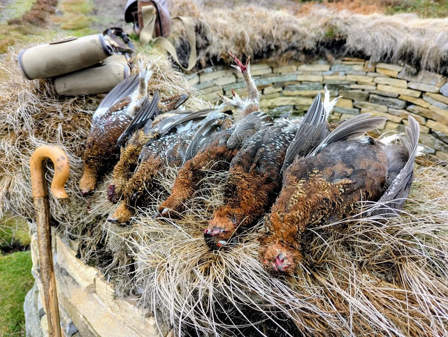 September Grouse....
#drivenday #redgrouse #grouseshooting #grouse #eatmoregame #moorland #moorlandmanagement #gamekeeper #grousebutt #tweed #gundogs #fieldtofork #fieldsports #shooting