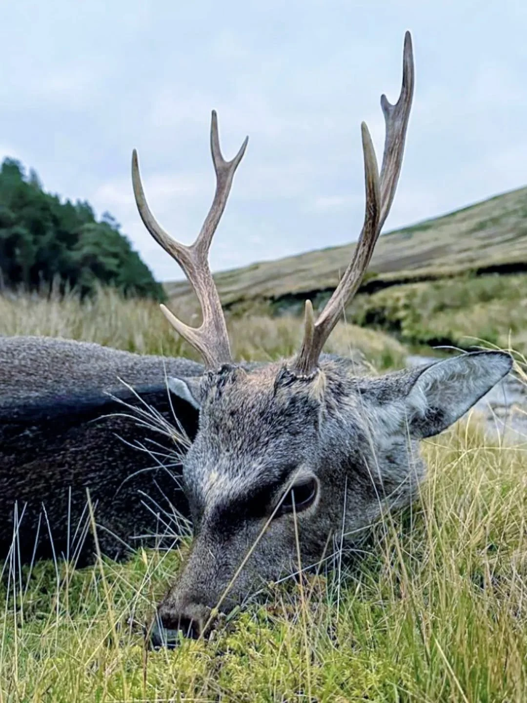 #sika #sikastag #walkandstalk #fairchase @noel.griffiths #deerhunting #stalking #stag #fieldtofork #fieldsportsscotland #jldsporting #jagd #caza #jakt #ghille #huntingguide