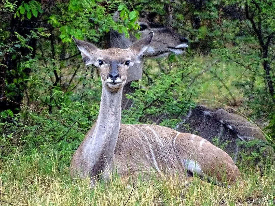 Yes....! May I help you?
#kudu #southafrica #safari #kuducow #bushveld #limpopo #plainsgame #rain #jldsporting #photographicsafari #africa #gamemanagement