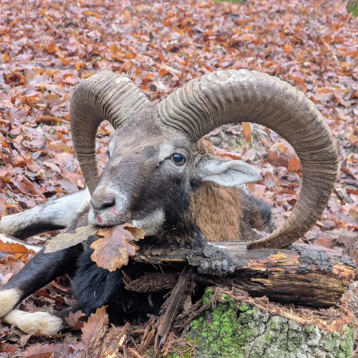 Walk &amp; Stalk Mouflon in the woodlands of Hungary 🇭🇺 📯🌿. #walkandstalk #mouflon #jldsporting #huntinginhungary #swarovskioptik_hunting #fairchase #mouflonram #huntingisconservation #woodlandstalking #fieldtofork #jagd