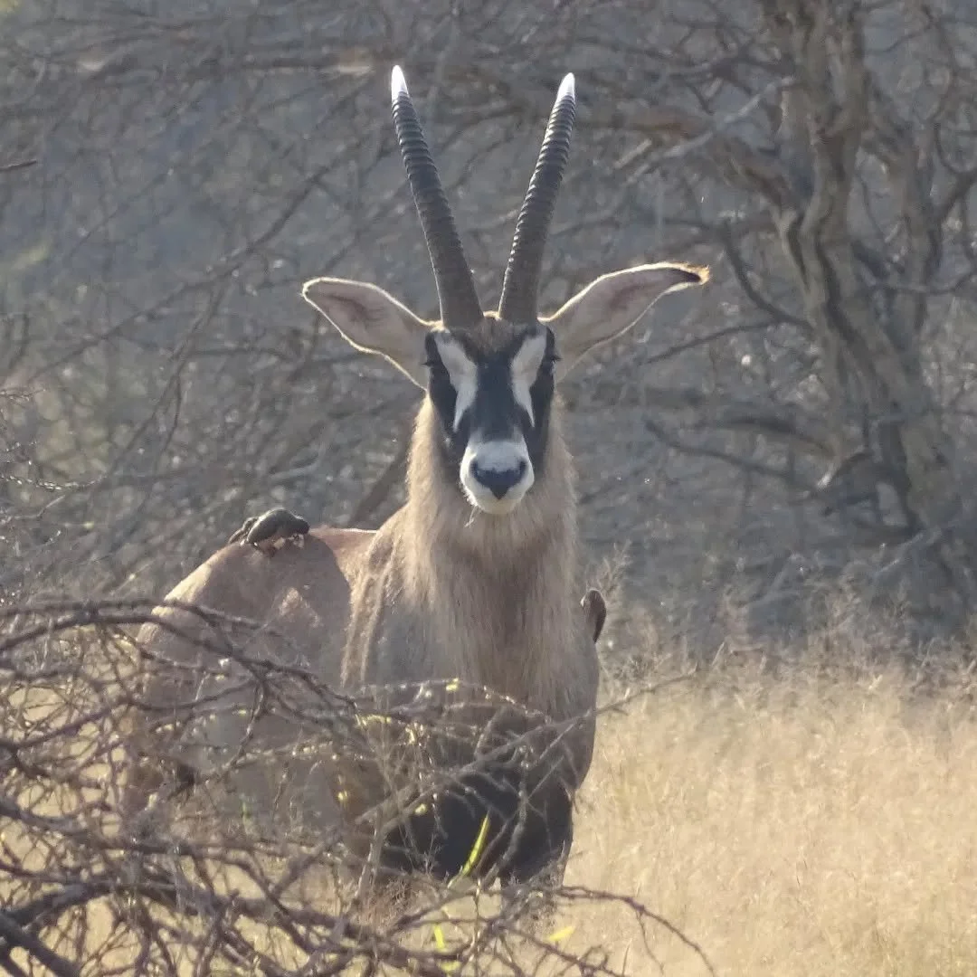 Hippotragus equinus.... Roan antelope, just one of Africa's beautiful game species.
#roan #africangame #safari #nature