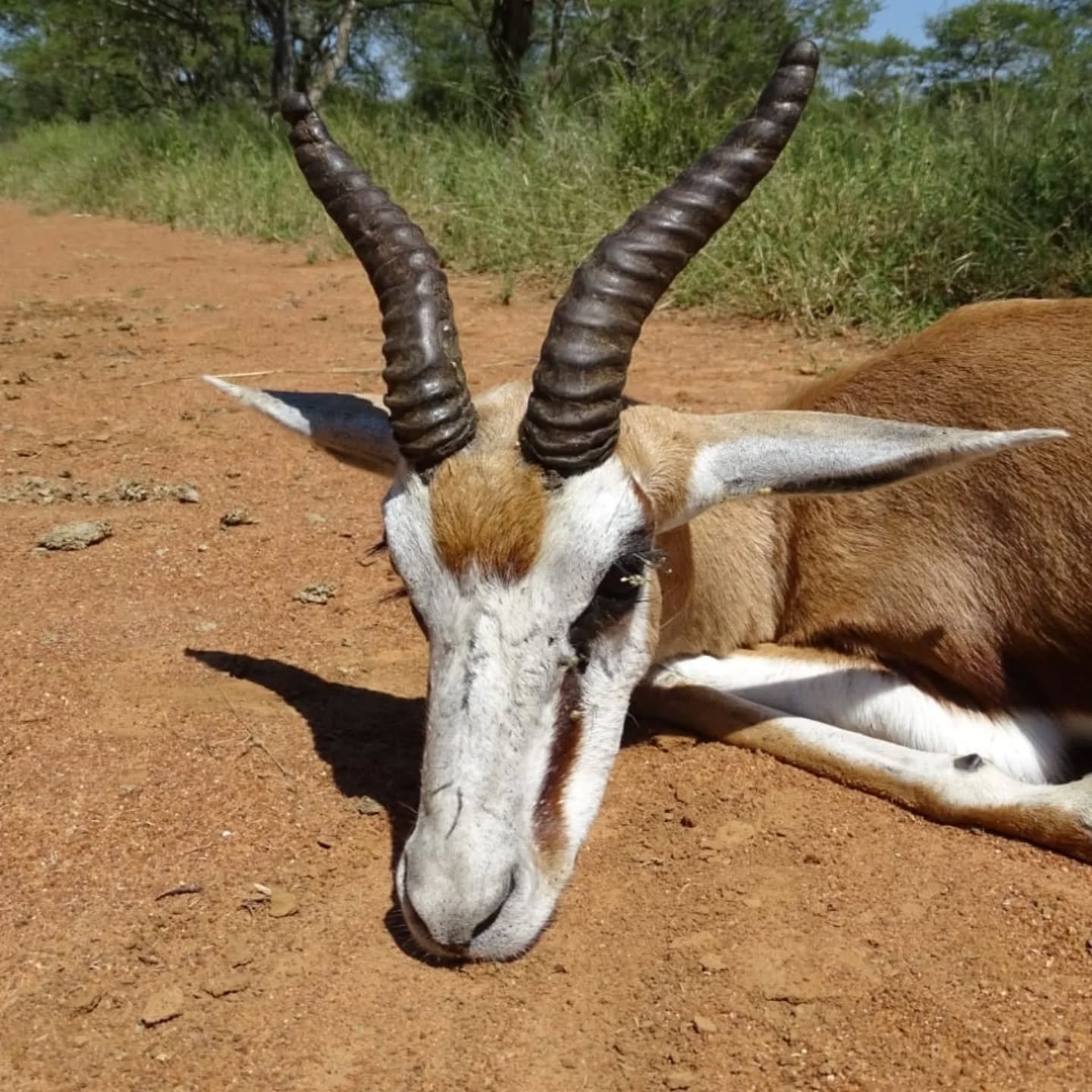 An old Warrior.....🌿📯🍻 #springbok #huntingsafari #fieldtofork #walkandstalk @jldsporting #plainsgame
