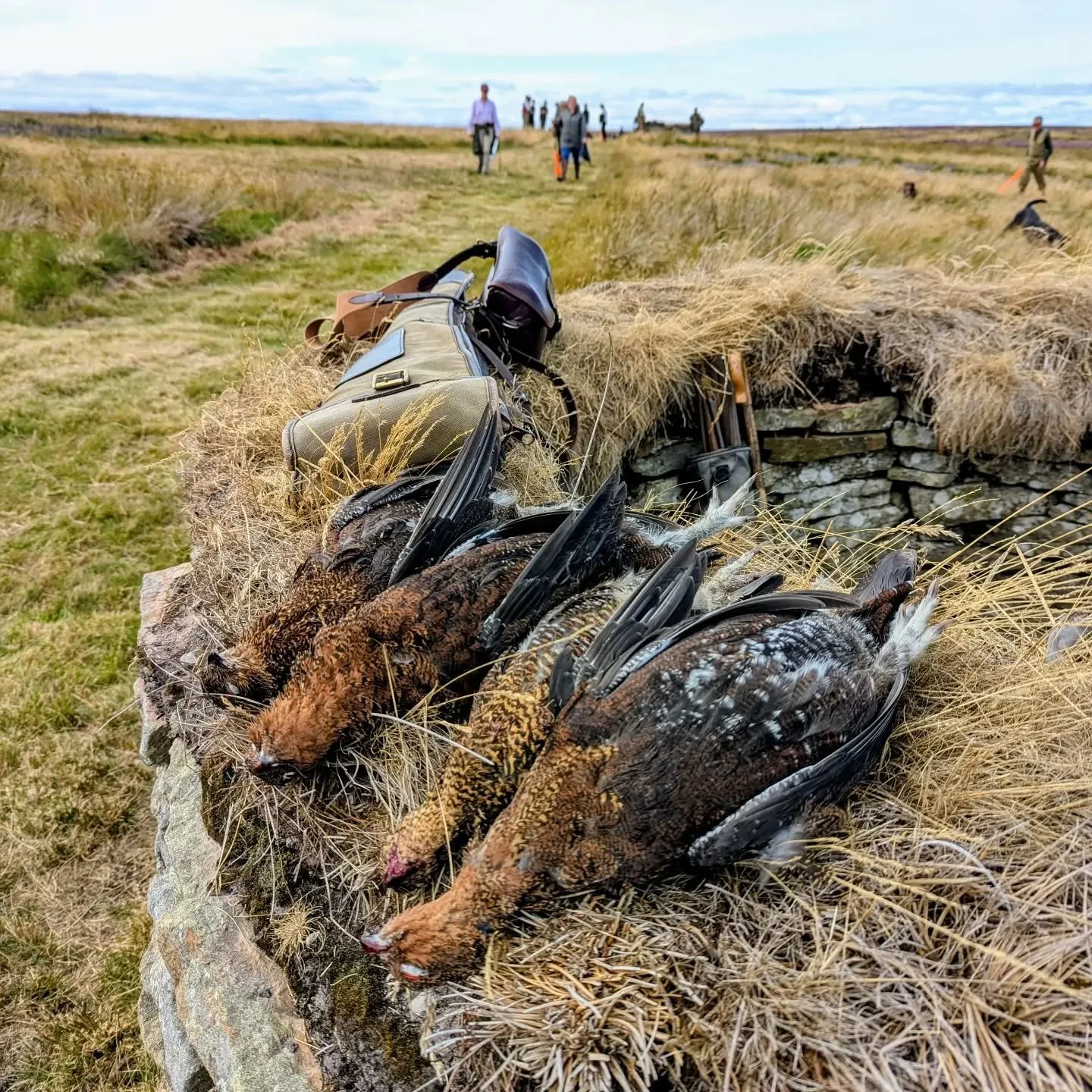 August grouse..... #grouseshooting #drivenday #fieldtofork #moorland #gamebirds
