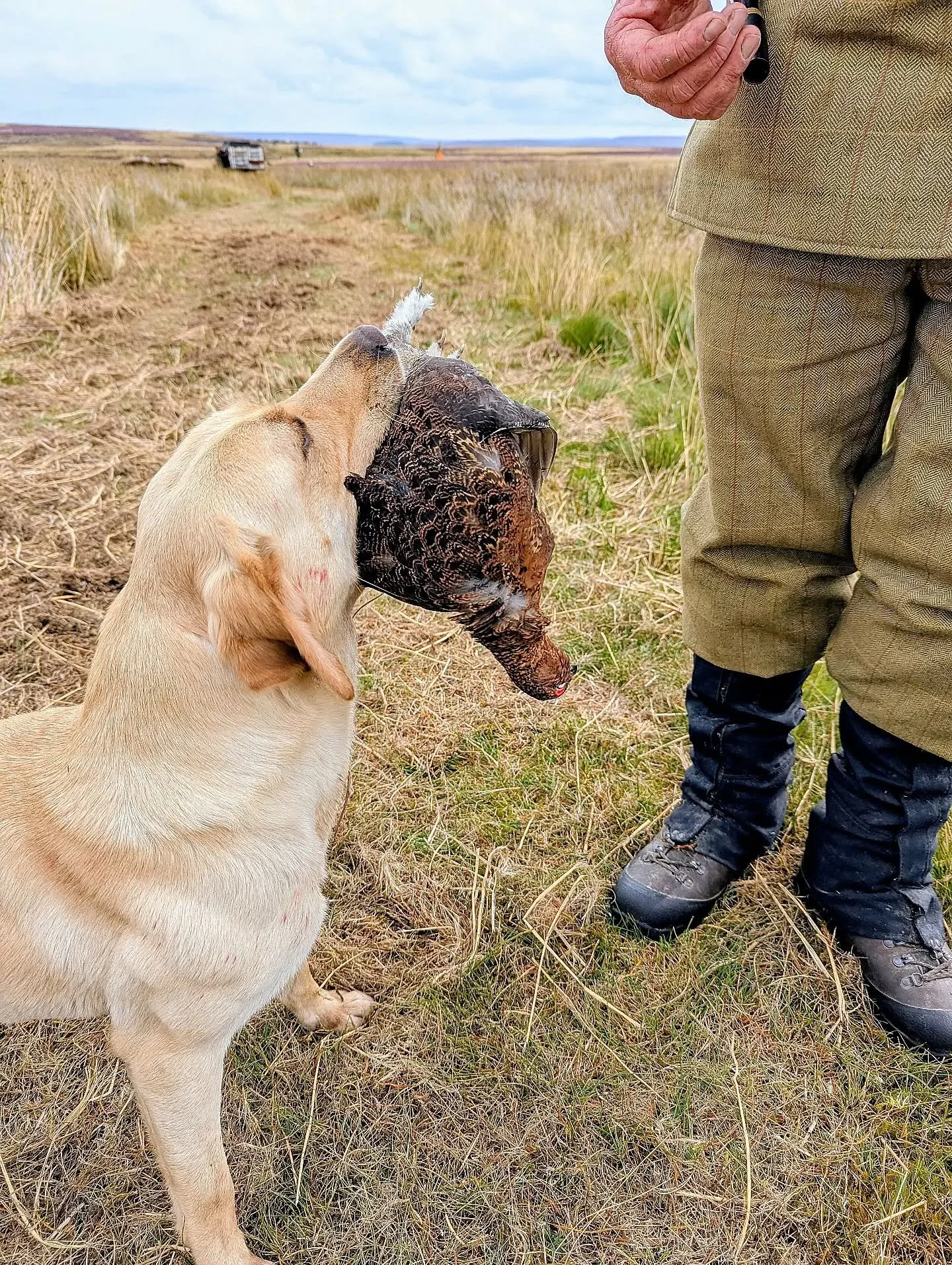 August Grouse.... #gundogs #gamekeepers #grouse #fieldtofork #moorland