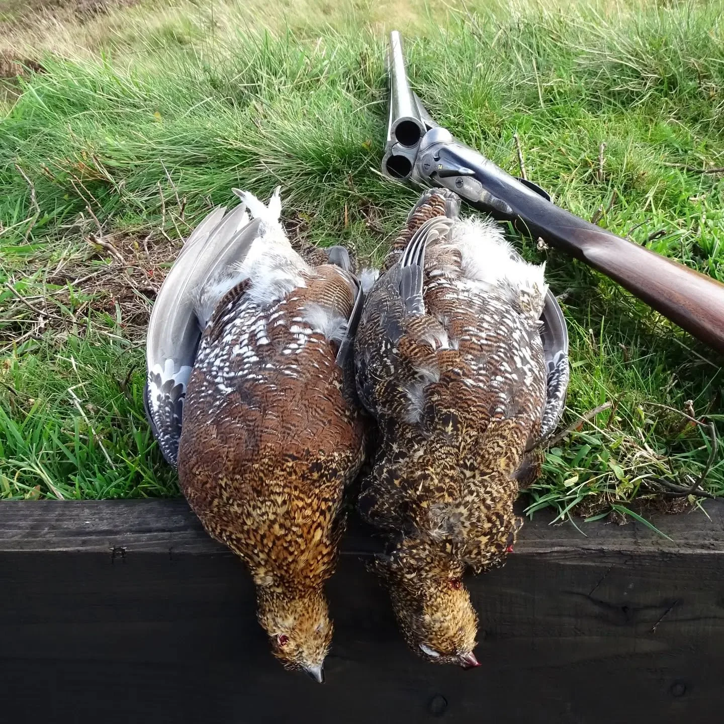 #grouse #grouseshooting #brace #shooting #fieldtofork