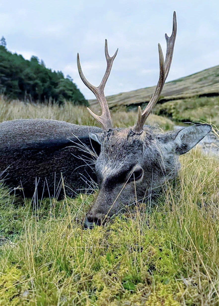 Dead deer with antlers lying on the back of a truck bed.