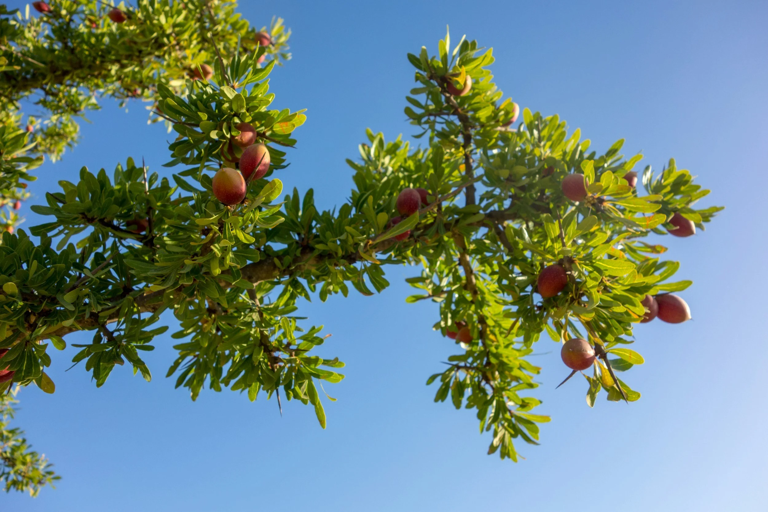A tree branch with green leaves and small red berries against a bright blue sky.