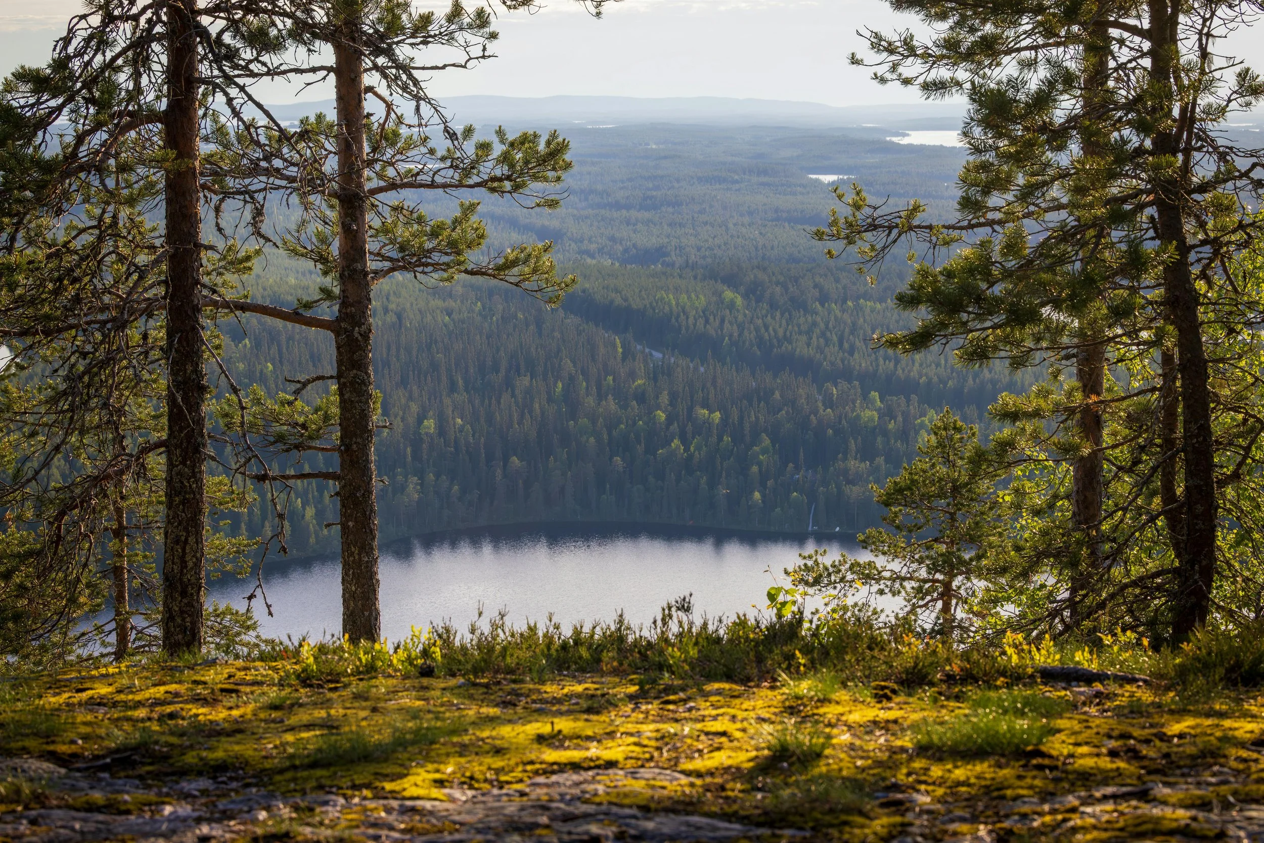 Taimi – the AI Market Intelligence