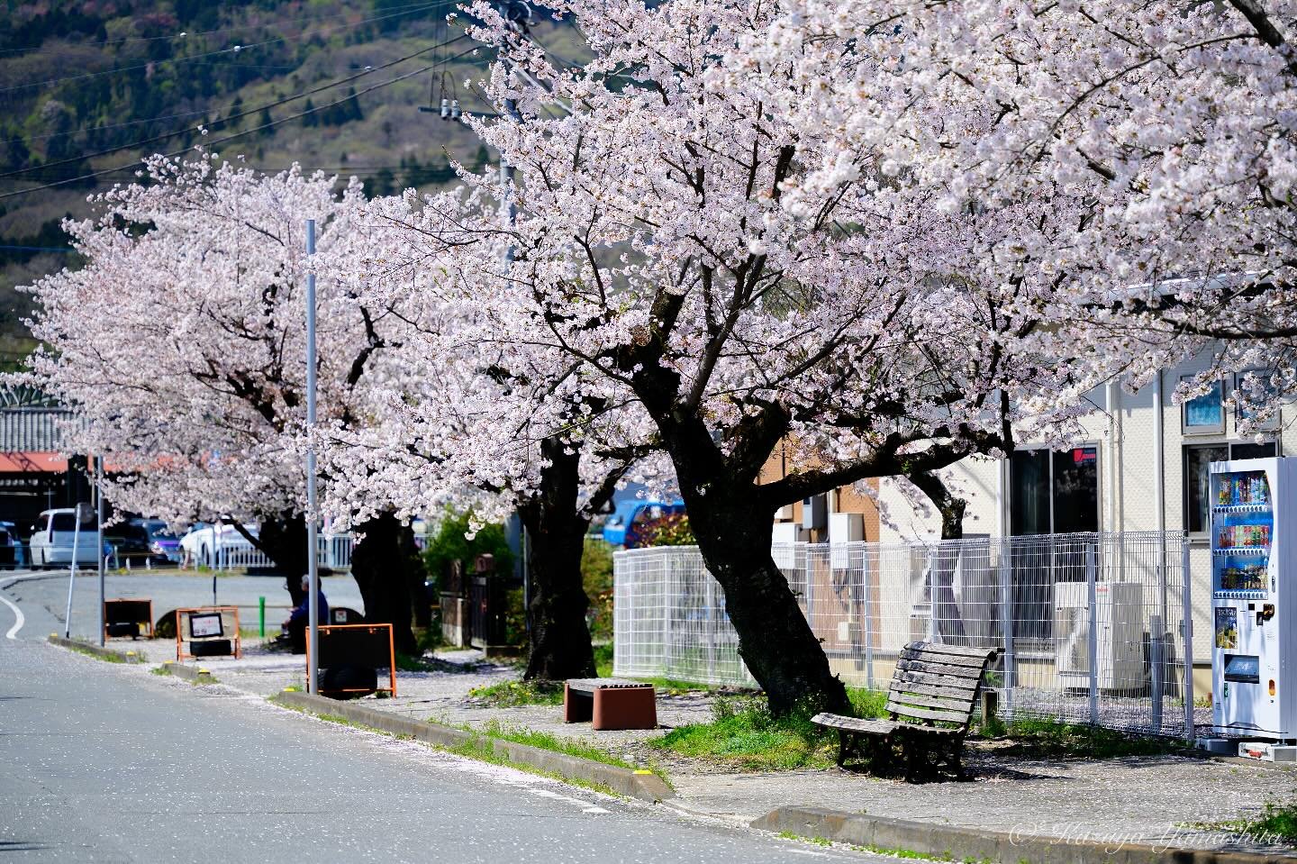 2025.4 桜＠長瀞

#nikonz7ⅱ #ニッコールレンズ 
#nikkor #長瀞 #桜
#cherryblossom #秩父 
#ファインダー越しの私の世界 #ニッコールレンズの世界
