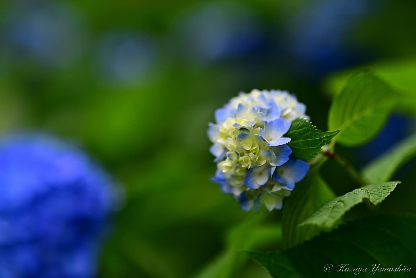 2025 紫陽花

#紫陽花 #小平あじさい公園 #小平あじさいまつり 
#nikonz7ⅱ #ニッコールレンズ #nikkorlens #nikkor 
#ファインダー越しの私の世界 #日常にある風景 
#kazuyayamashita_photo