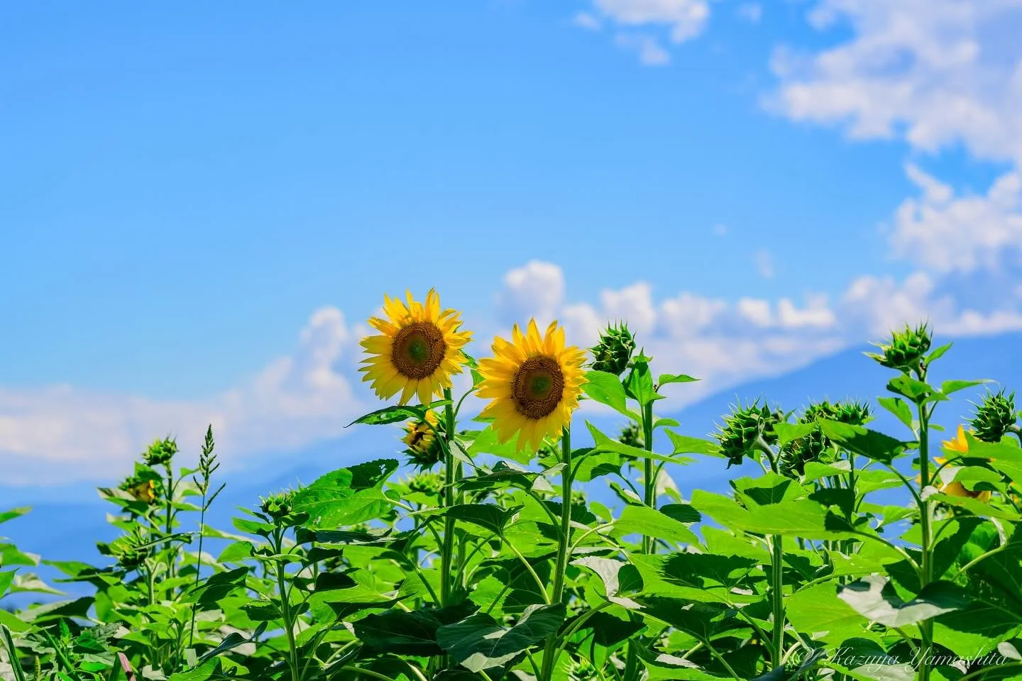 今年は数年ぶりに、山梨県北杜市の明野のひまわりへ

#明野ひまわりフェスティバル #山梨県北杜市 
#nikonz7ⅱ #ニッコールレンズ #ニッコールクラブ 
#nikkor #nikkorlens #ニッコールで繋がりたい 
#ファインダー越しの私の世界 
#kazuyayamashita_photo