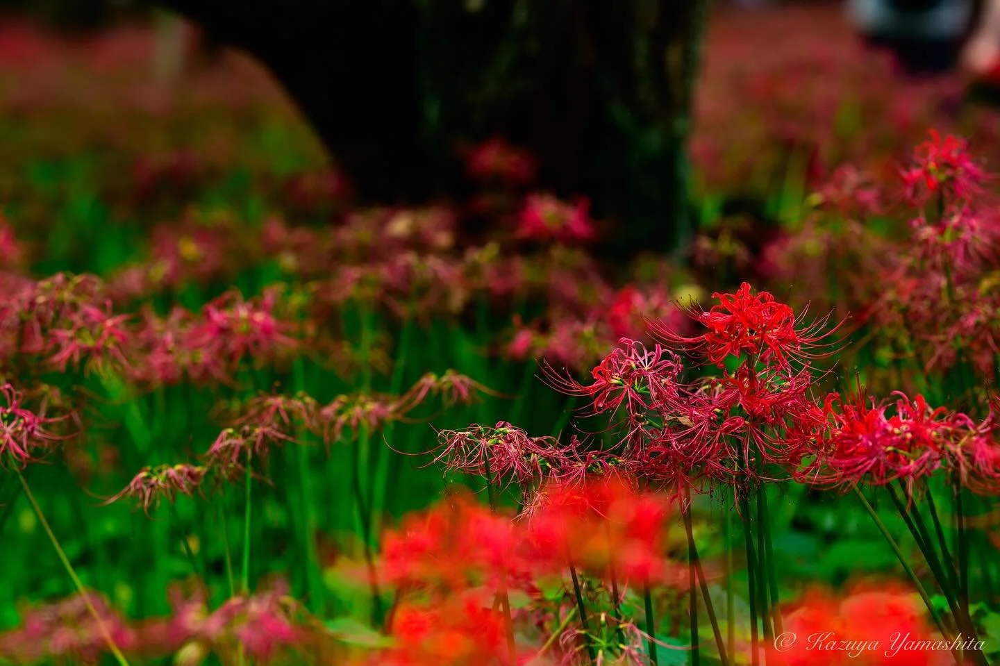 今年の曼珠沙華は終わりに近い時期に&hellip;

#日高曼珠沙華まつり #日高曼珠沙華 
#nikonz7ii #nikkor #nikoncreator #nikkorz #nikkorlens 
#kazuyayamashita_photo
