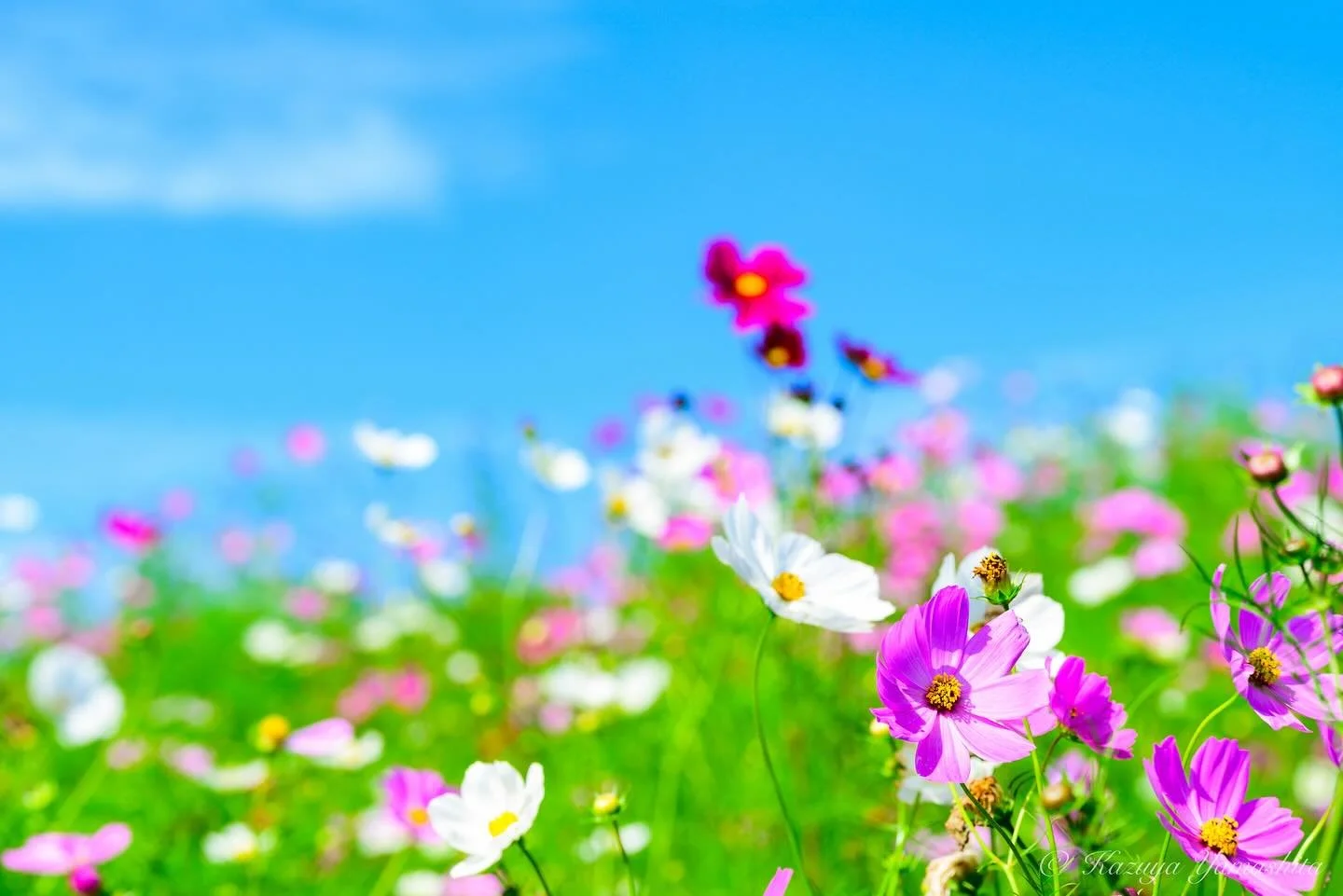 今年は違うところにコスモスの撮影へ

#ひたちかい海浜公園 #コスモス #ひたち海浜公園コスモス 
#nikonz7ii #nikkorz #nikkor #nikoncreator 
#kazuyayamashita_photo