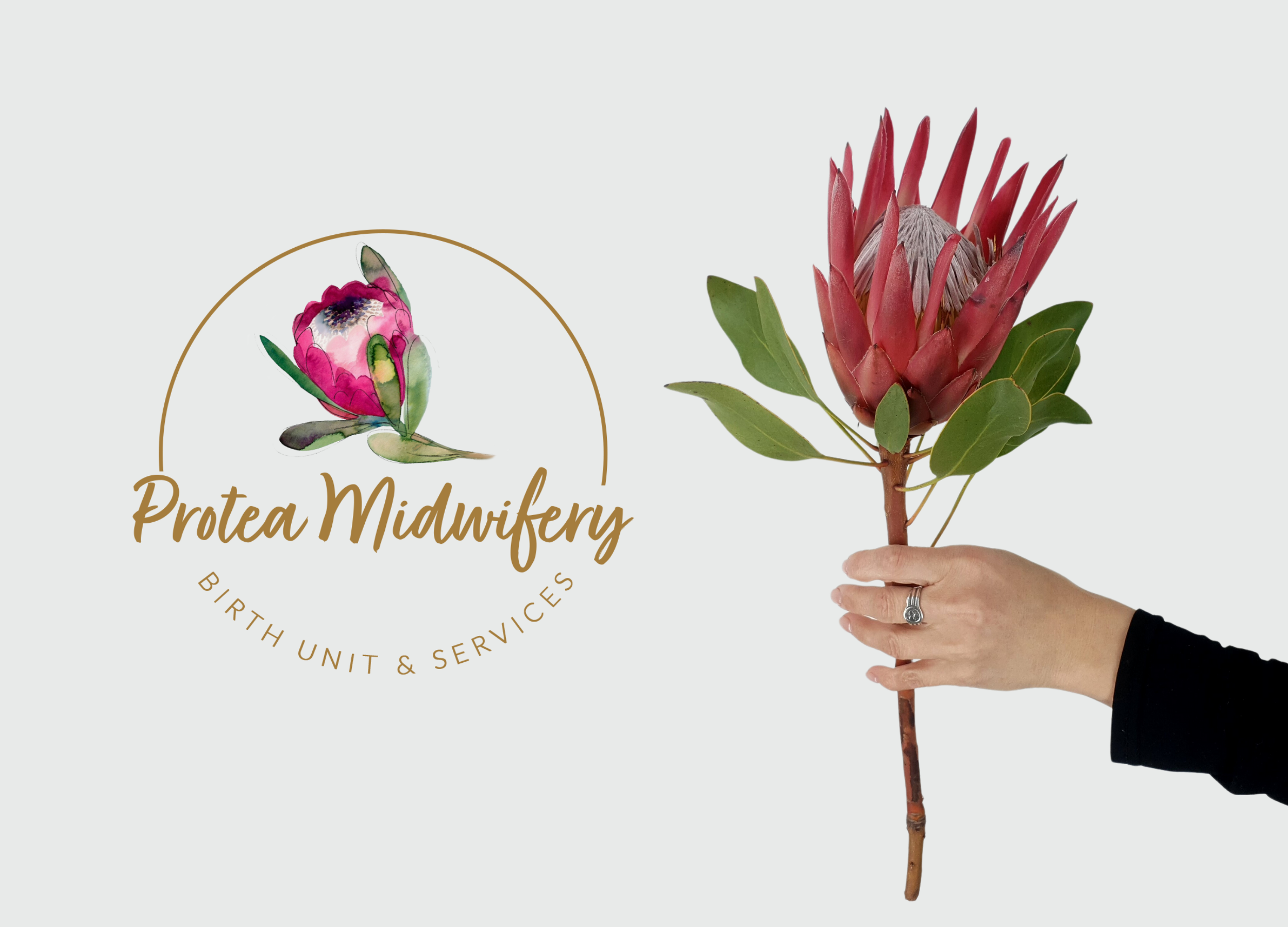 Protea Midwifery