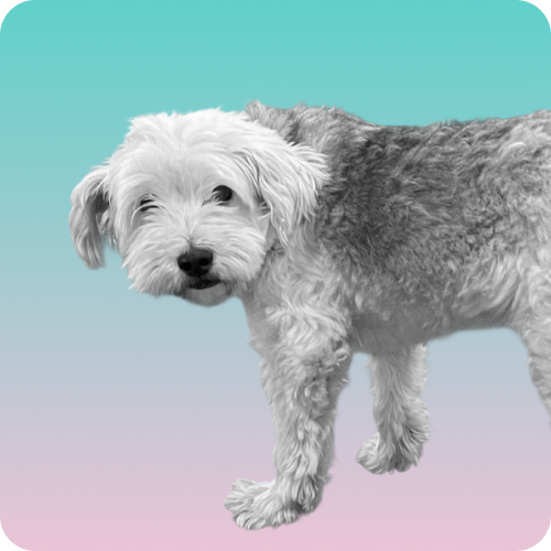 Image of Queso the dog