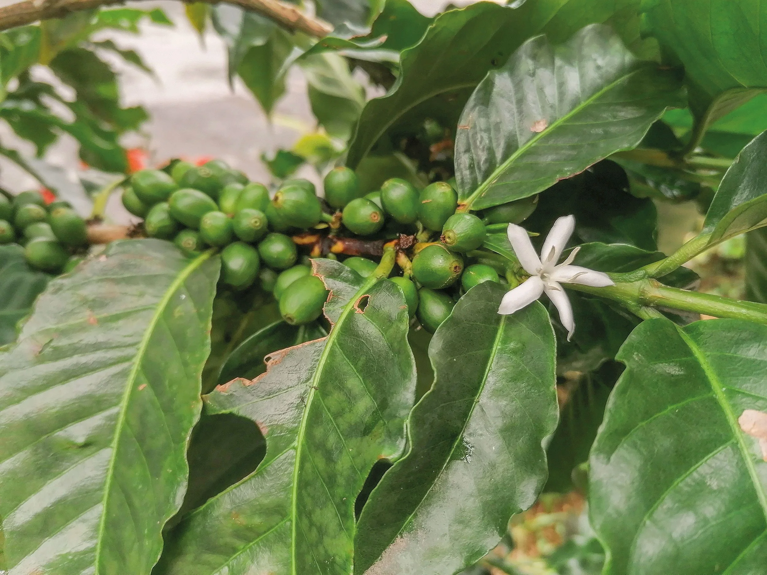 Unreife Kaffeefrüchte – später erntereif. Wie Jessica von Latin Link schreibt: Wachstum braucht Geduld, auch in der Natur. Sie erzählt von ihren zerbrochenen Träumen, wieder nach Zentralamerika zurückzukehren – für einen Langzeiteinsatz.
