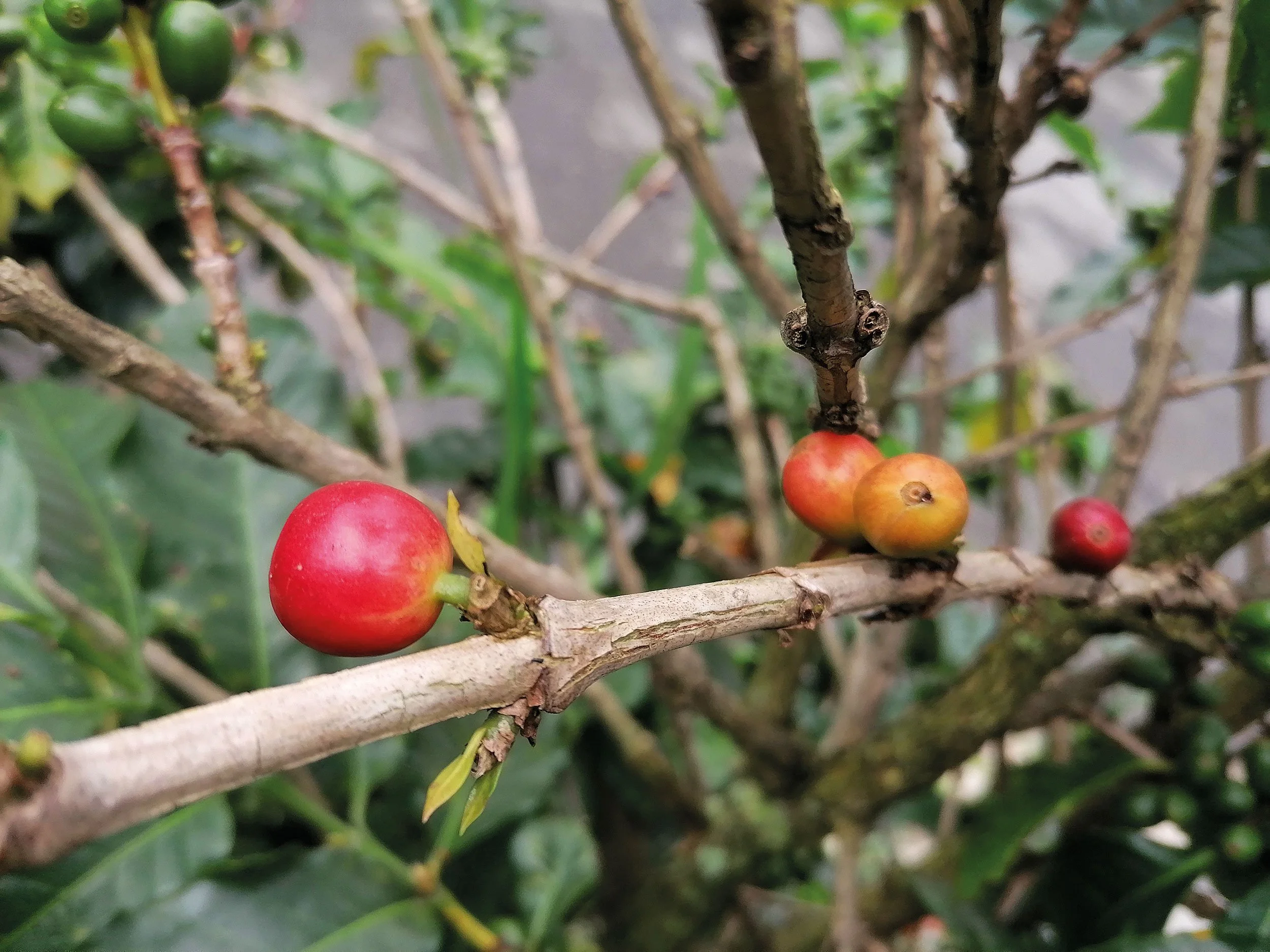 „Reife, rote Kaffeefrüchte – bereit zur Ernte in Zentralamerika. Wie Jessica von Latin Link sagt: Das Ergebnis von Geduld und sorgfältiger Pflege.