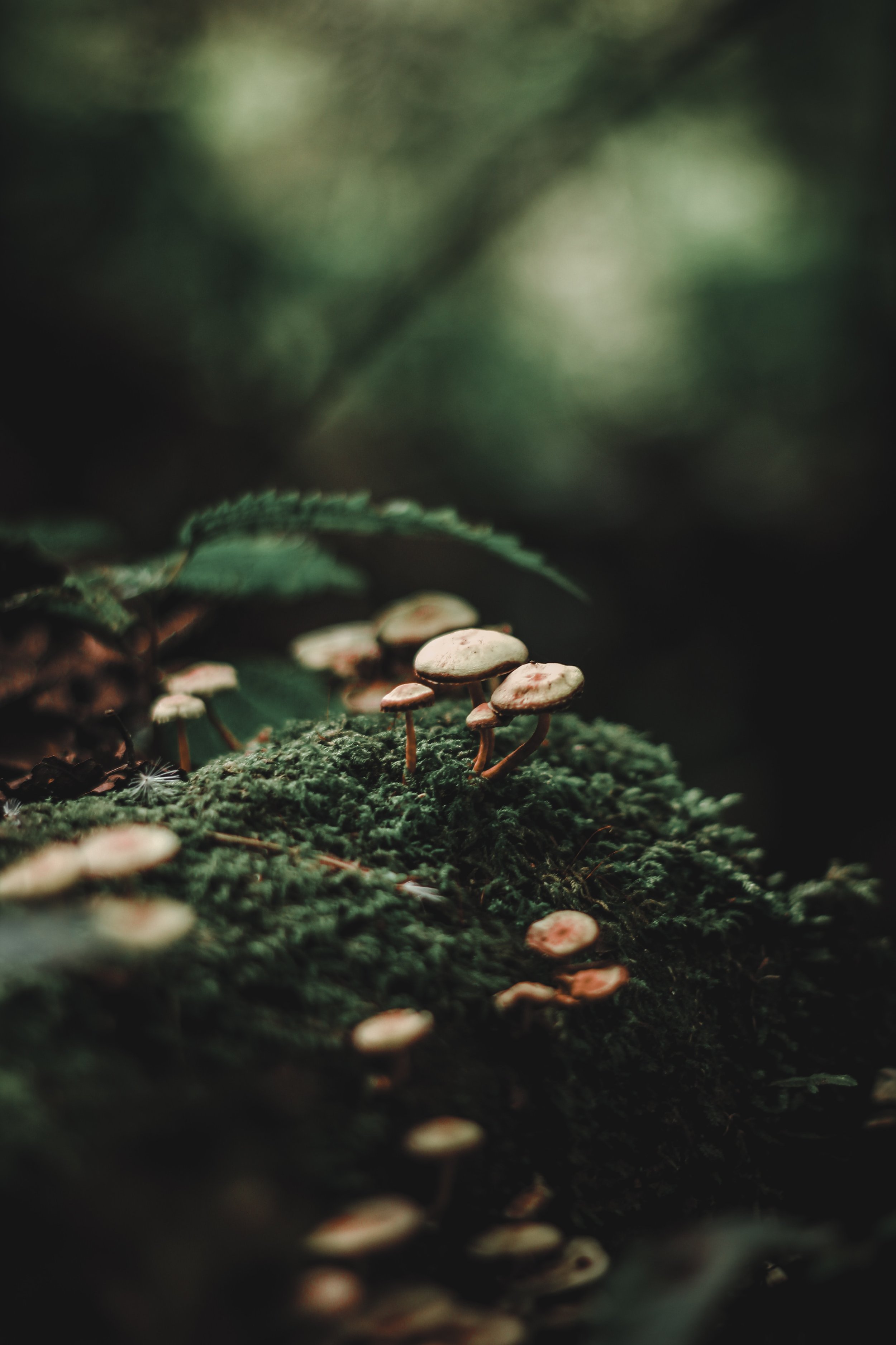 Life in the mycelium: and why it matters to your whole life.