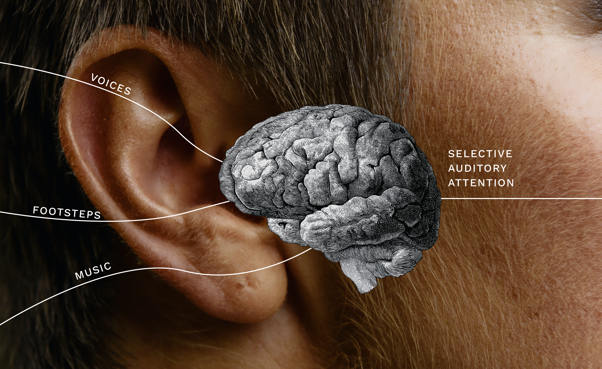 Your Ears Detect Sound. Your Brain Decides What Matters.