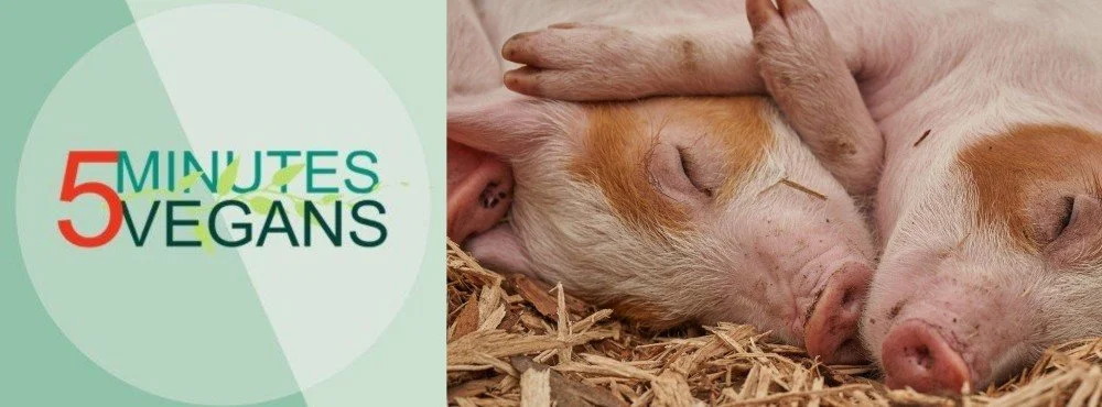 Online Activism: 5 Minutes 5 Vegans