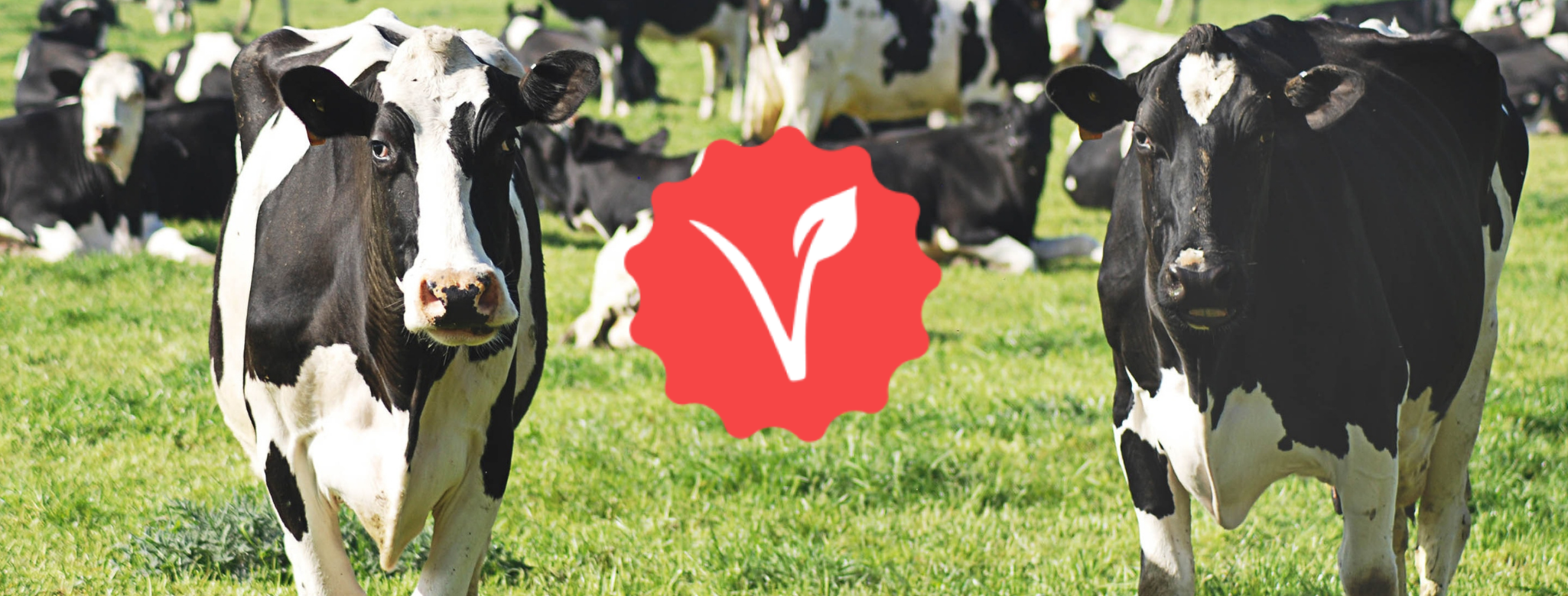 Introducing Vegan Bootcamp - A Simplified Transition to Veganism