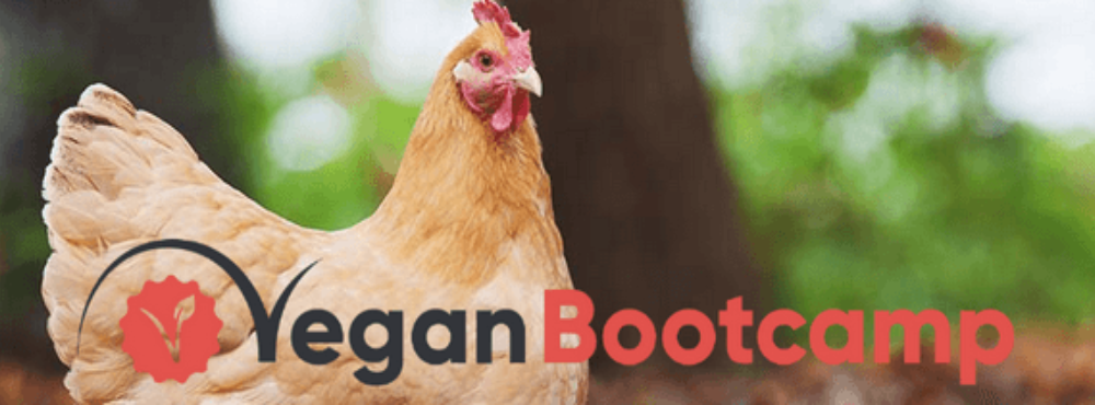 A Quick Update on Vegan Bootcamp!