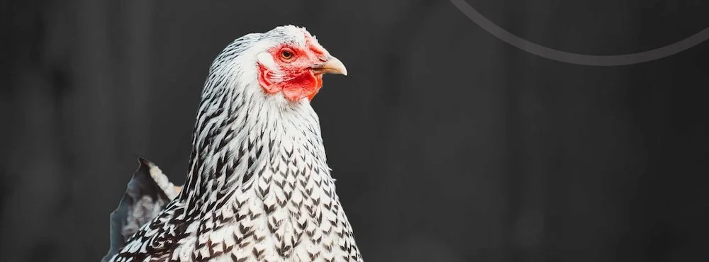 Announcing the New Vegan Hacktivists Blog!