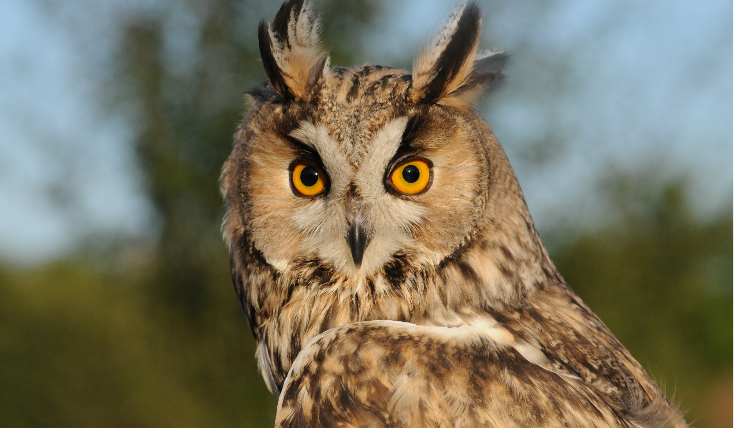 Close-up of a Great Horned Owl with yellow eyes and feathered ear tufts, standing outdoors with a blurred background of green and blue sky.