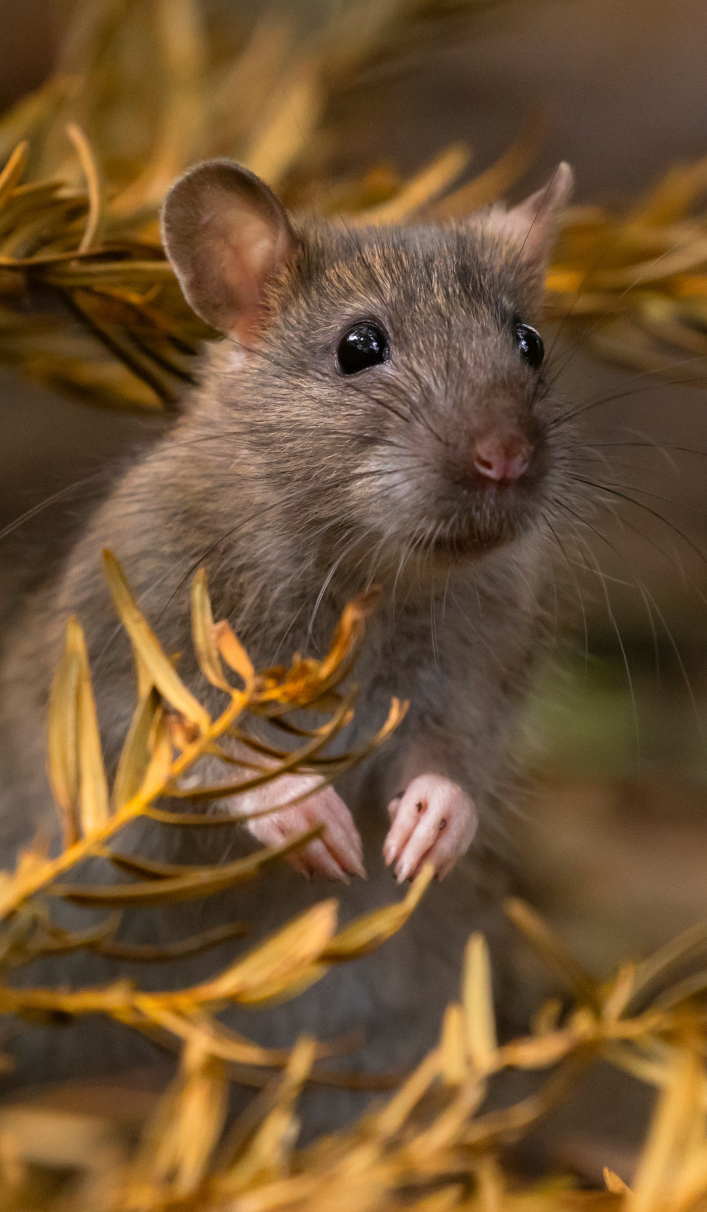 Close-up of a small gray mouse with big black eyes and pink nose, perched among yellowish plant stems or twigs.