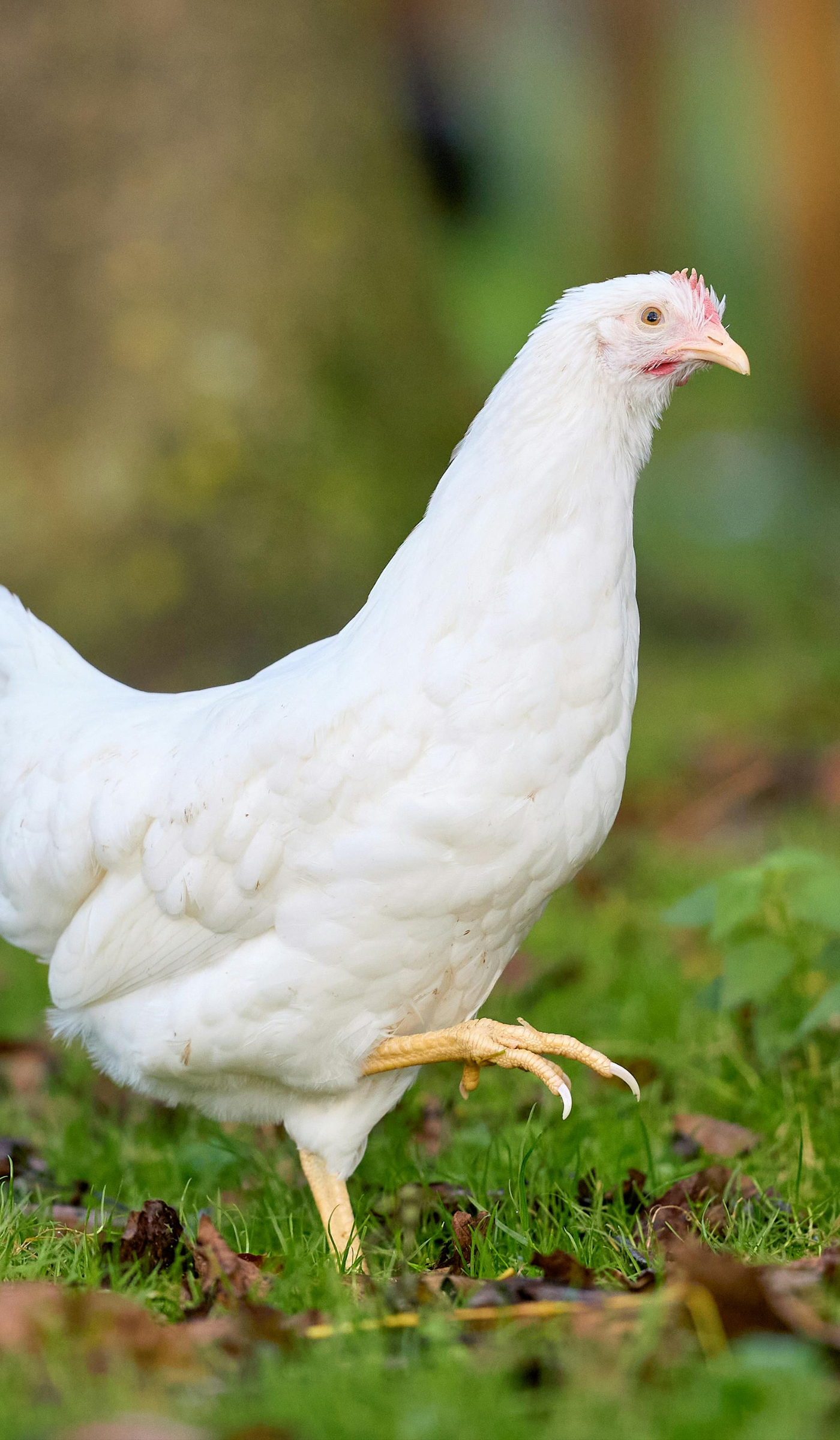 White chicken standing on grass with a colorful blurred background.
