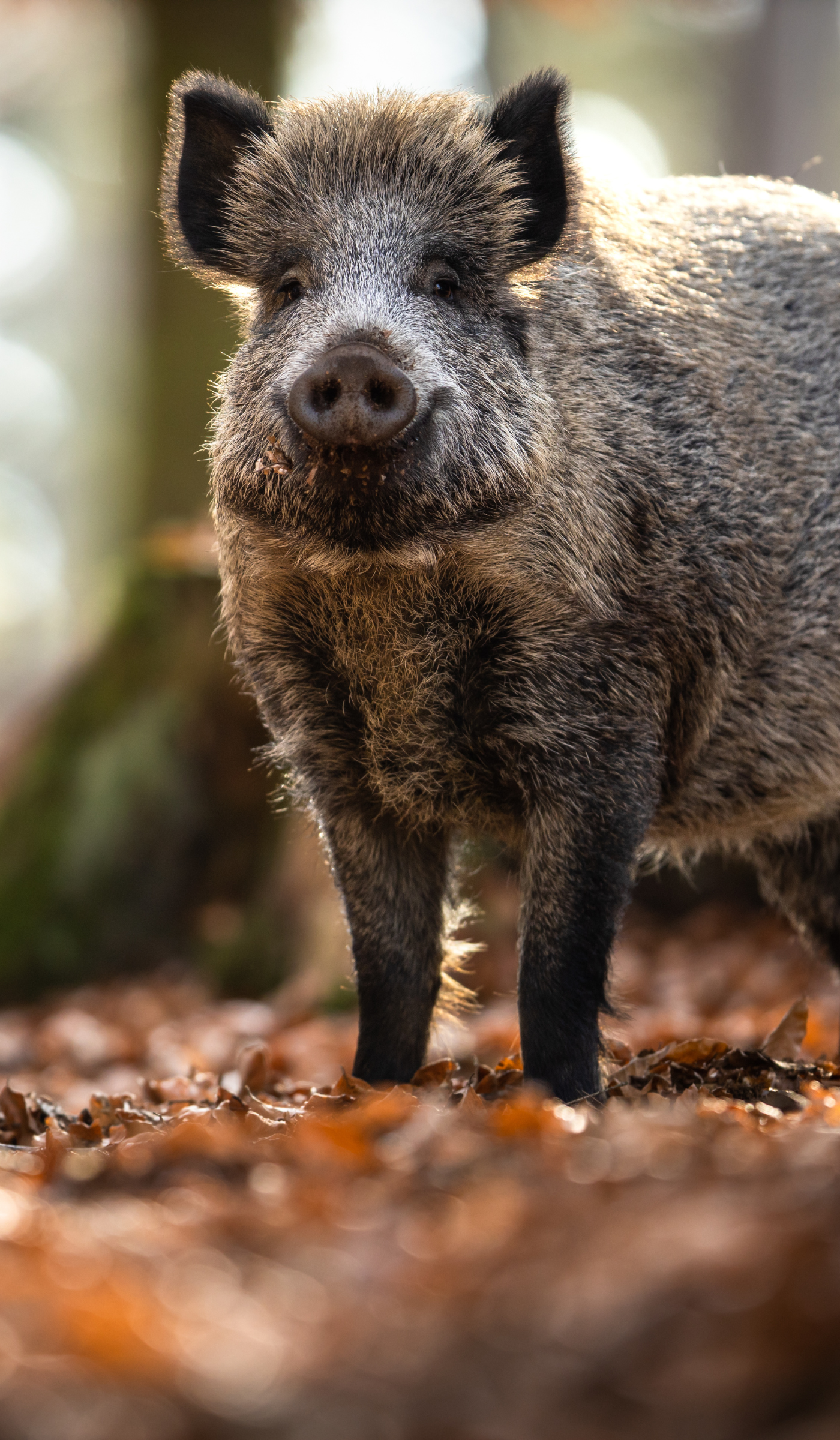 A pig standing on a forest floor covered with brown leaves, with a blurred forest background.