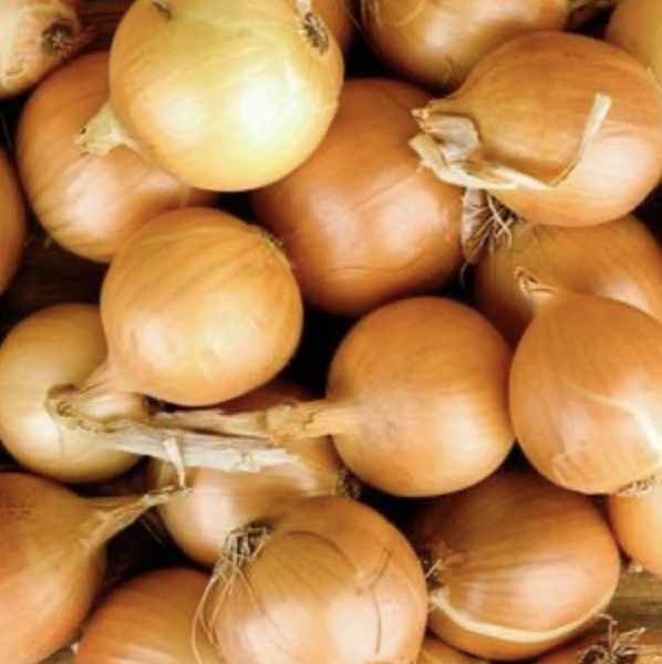 Shallot Yellow Moon
