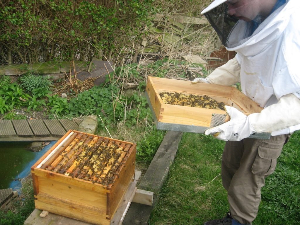 skillshare bee keeping.jpeg
