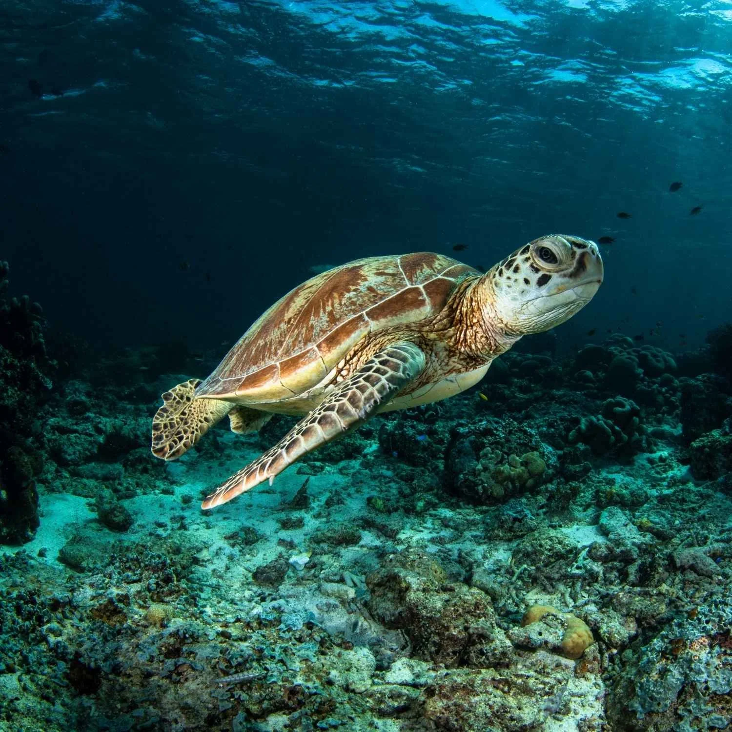 Eine Meeresschildkröte schwimmt über einem Korallenriff im Ozean.