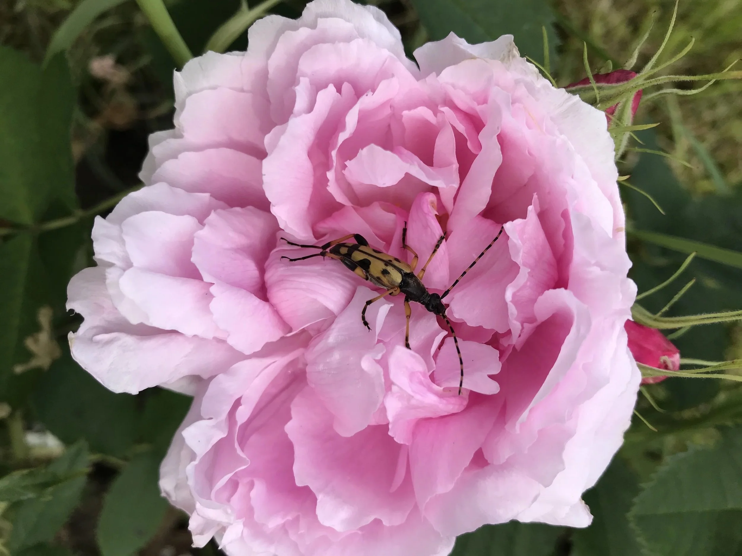 Trening Rosegården 23.august
