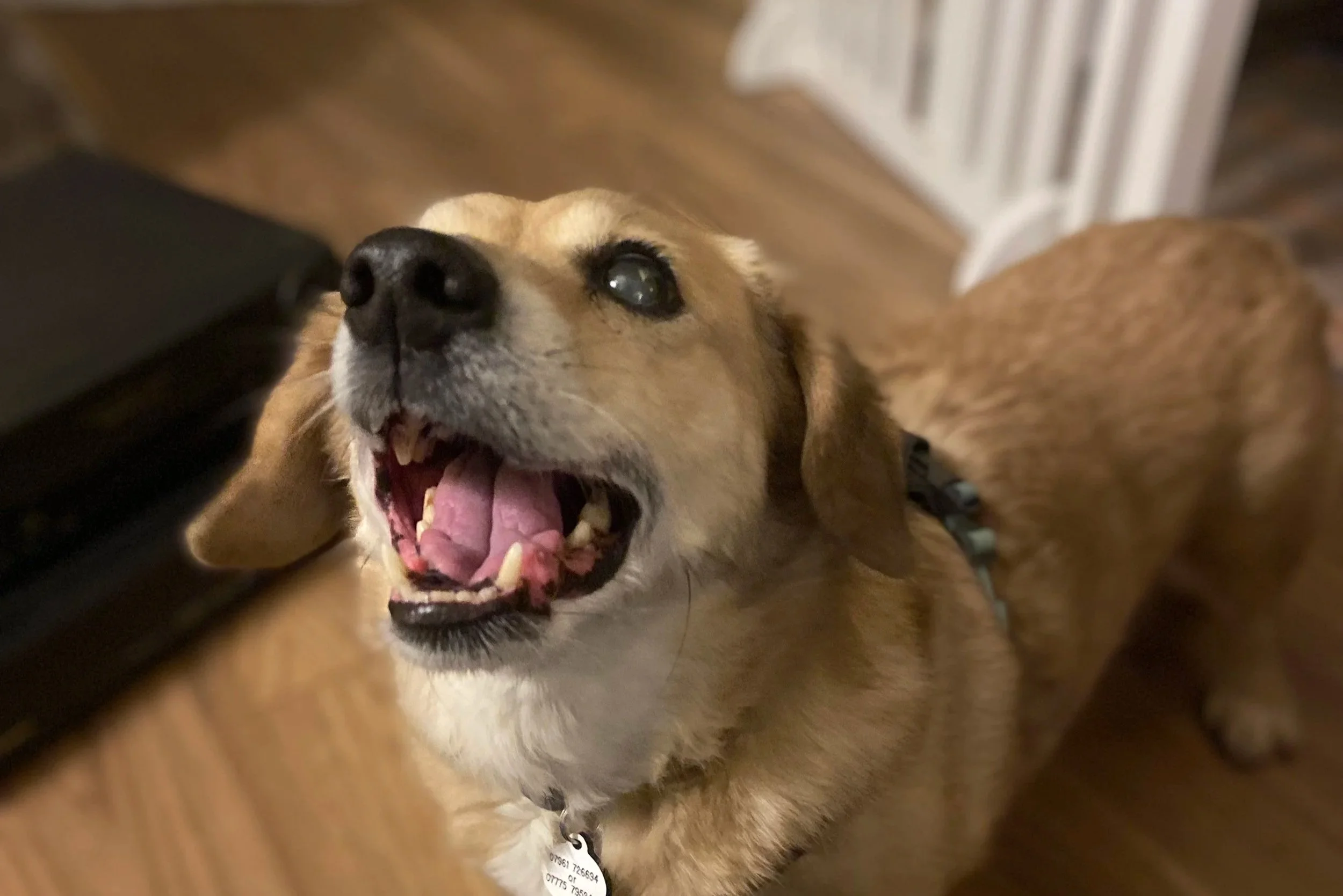 A brown and white dog with floppy ears and a collar, excitedly barking or yawning on a wooden floor.