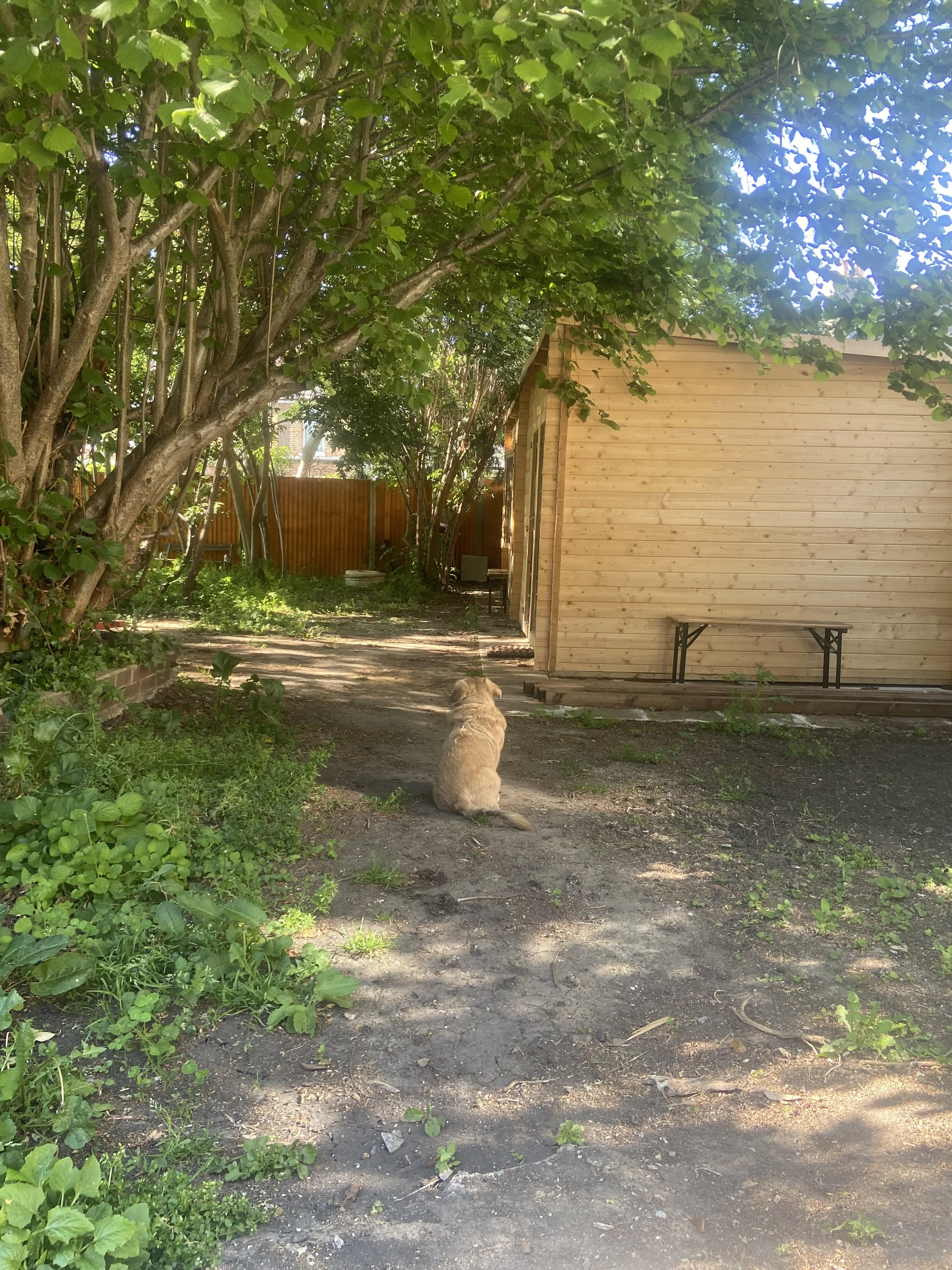A small tan dog sitting on a dirt pathway in a backyard, facing away from the camera, with trees and a wooden shed or small building on the right side.