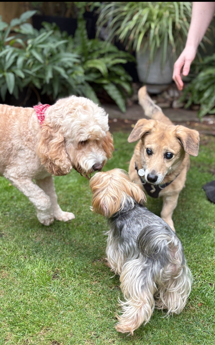 Three dogs meet on a grassy lawn with lush green plants in the background. One dog is tan with a red collar, another is tan and black with a white tag, and the third is a small gray and tan dog with long, wavy fur.