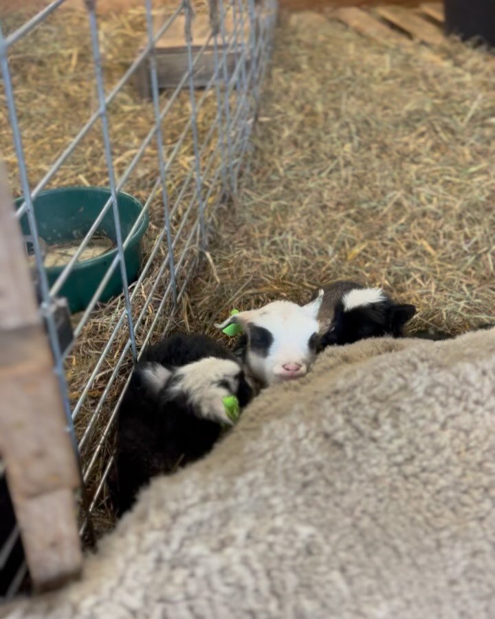 I don&rsquo;t have a lot of words yet for this year&rsquo;s lambing. It&rsquo;s not over yet. We still have two large ewes to lamb yet. 

So far, I can say that I continue to learn so much. I am physically and emotionally pushed by these animals. My 