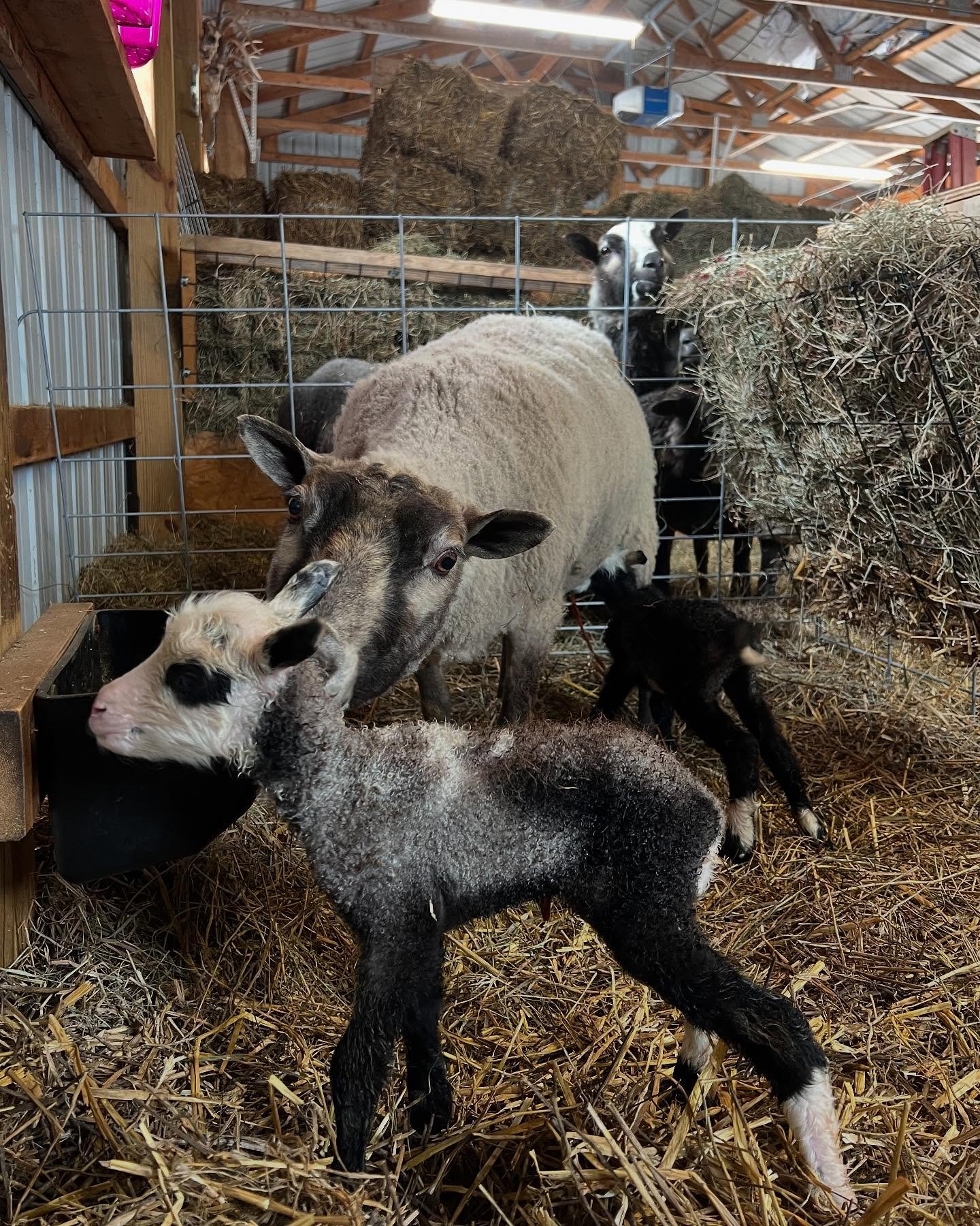 An Ode to Stinky, Stinker, Tink Tink, Tinky Toots. 

Our first bottle lamb in 2023 is now a mother with lambs of her own, and I could not be more proud of the ewe she has become. She is hands down one of the best mothers we have this year. We&rsquo;v