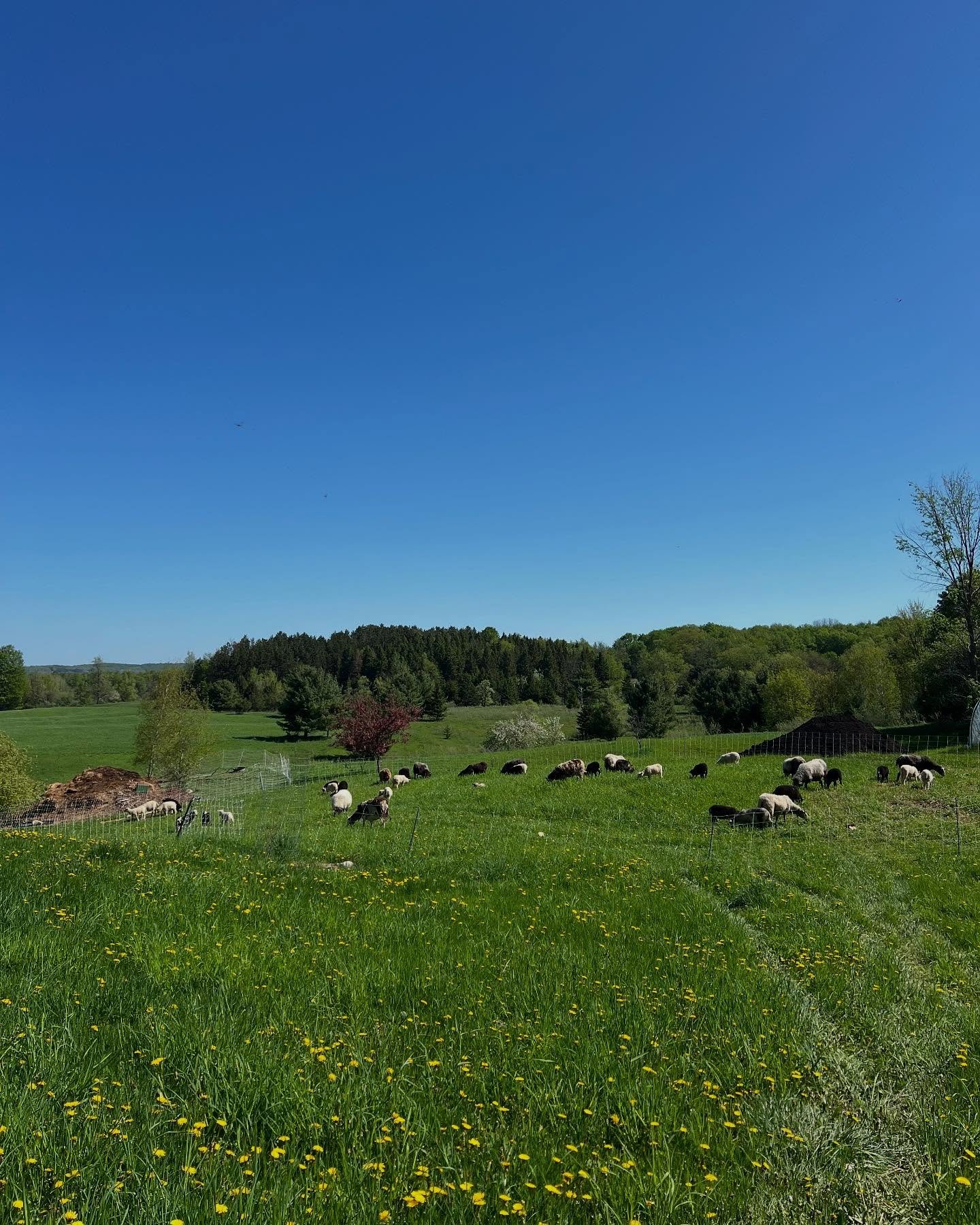 It&rsquo;s hot sheep spring here at Pastura and the lambs have been busy frolicking and learning the ways of their ancestors, while still remaining within reach of the barn for shade and cover from the elements if they need it. Full-time pasture life