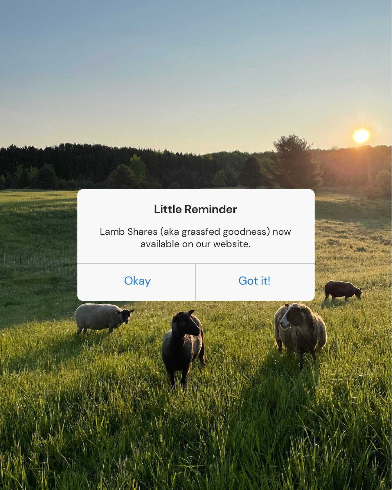 We would be honored to be your farmer. 

To reserve your grass fed provisions for the winter and coming year, please head over to our website. 

Pre-sale on naturally tanned sheepskins also available! Link in bio.