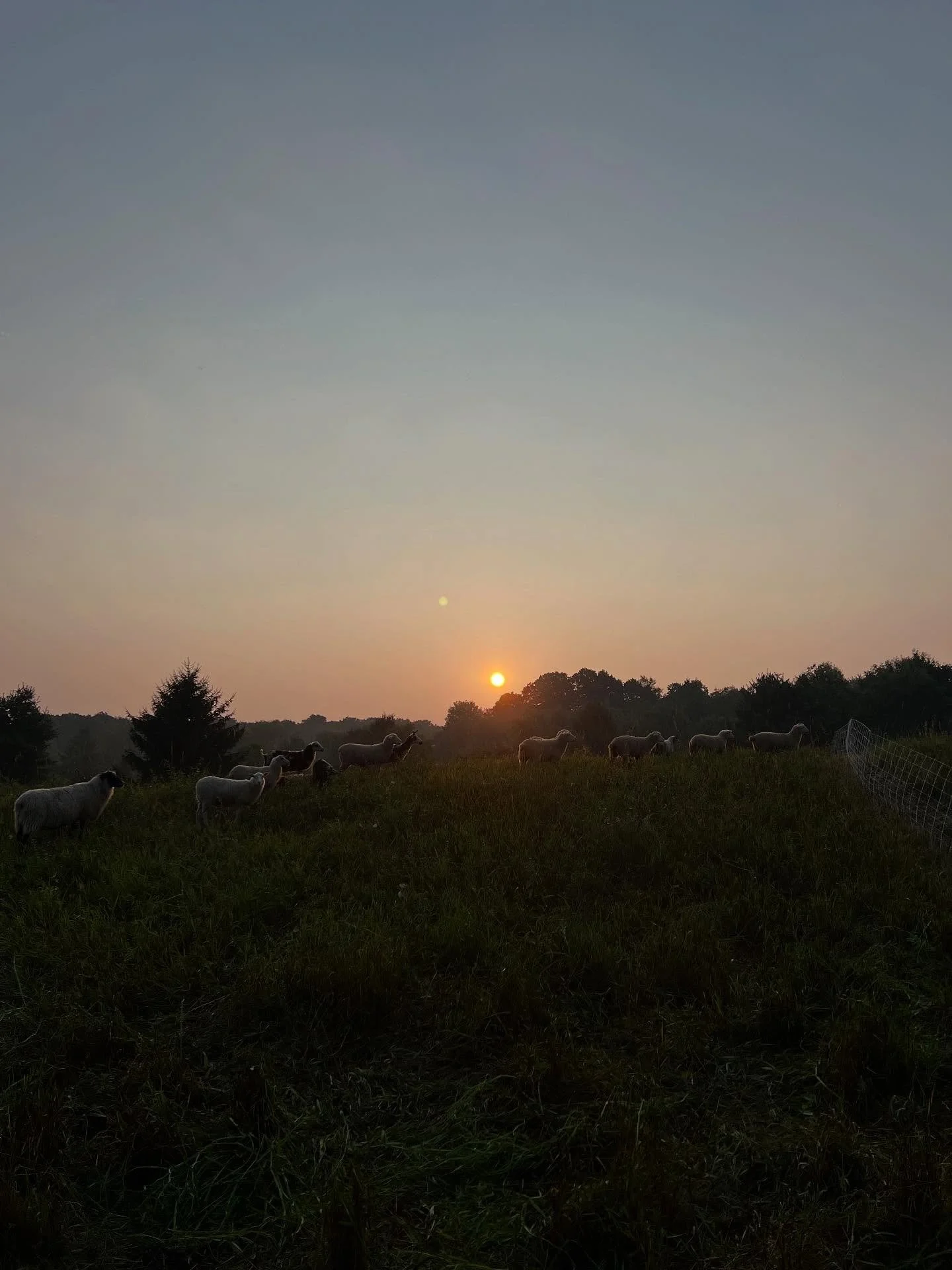 Sheep on a hill at sunrise