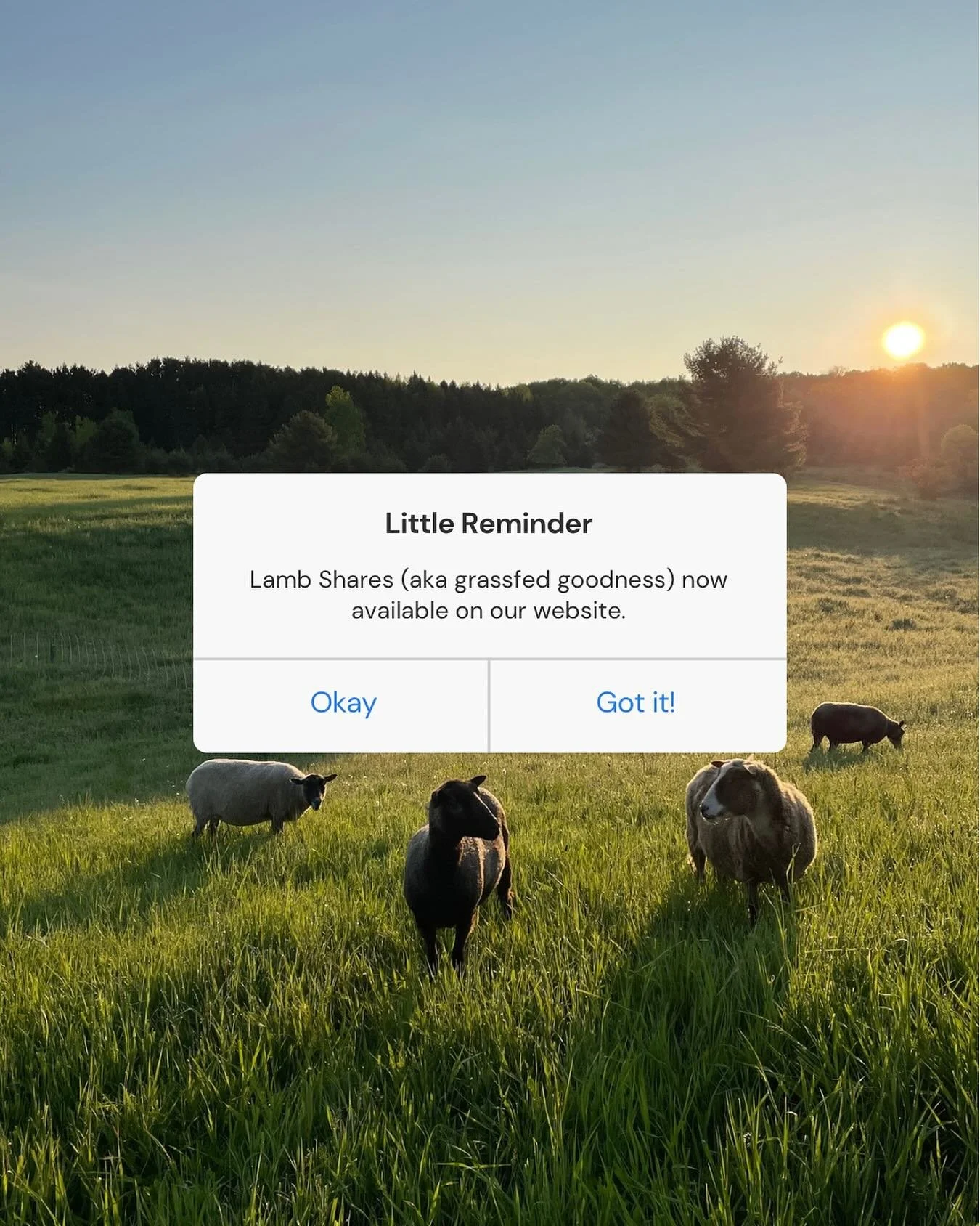 We would be honored to be your farmer. 

To reserve your grass fed provisions for the winter and coming year, please head over to our website. 

Pre-sale on naturally tanned sheepskins also available! Link in bio.